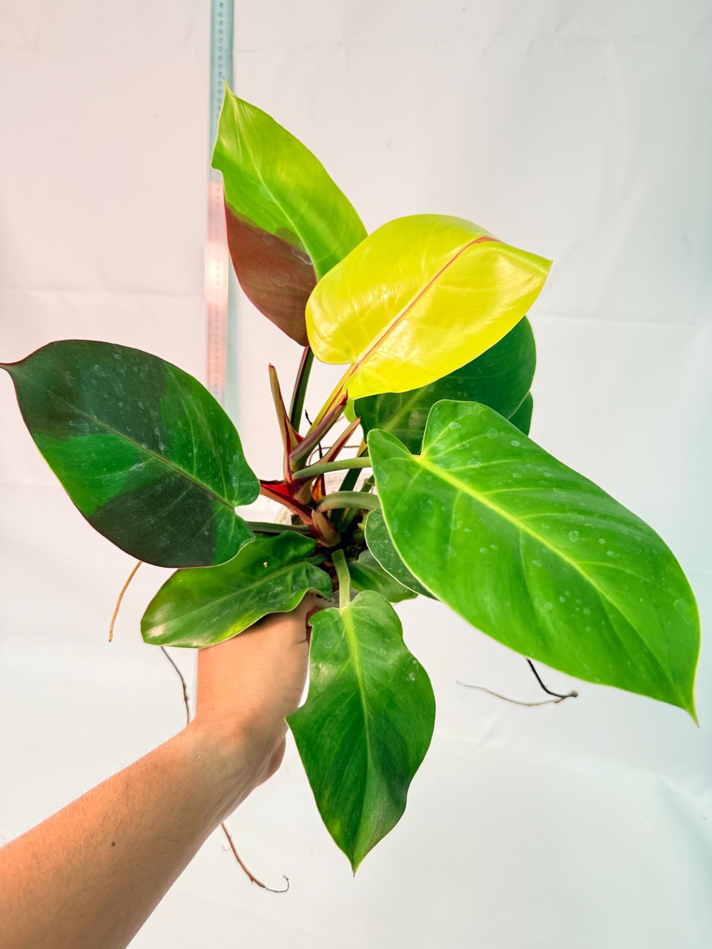 Philodendron Yellow Flame variegata 4