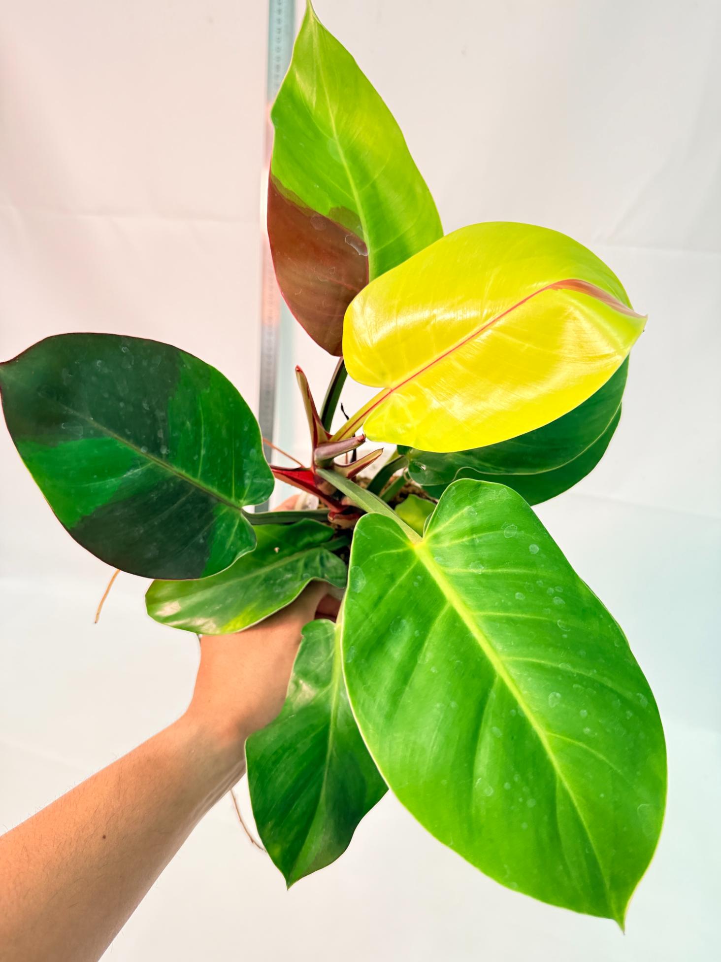 Philodendron Yellow Flame variegata 9