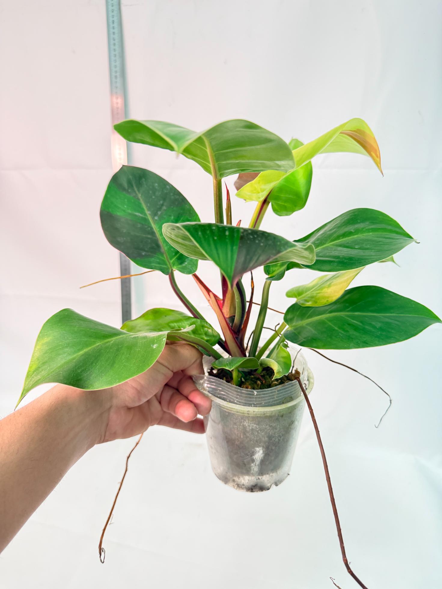 Philodendron Yellow Flame variegata 10