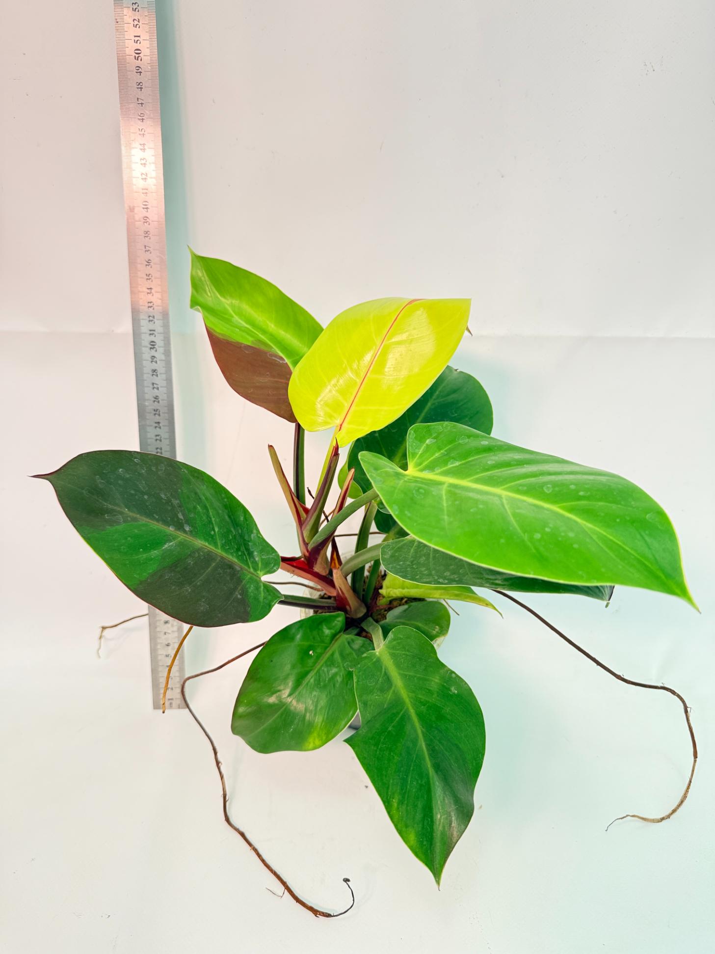Philodendron Yellow Flame variegata 1