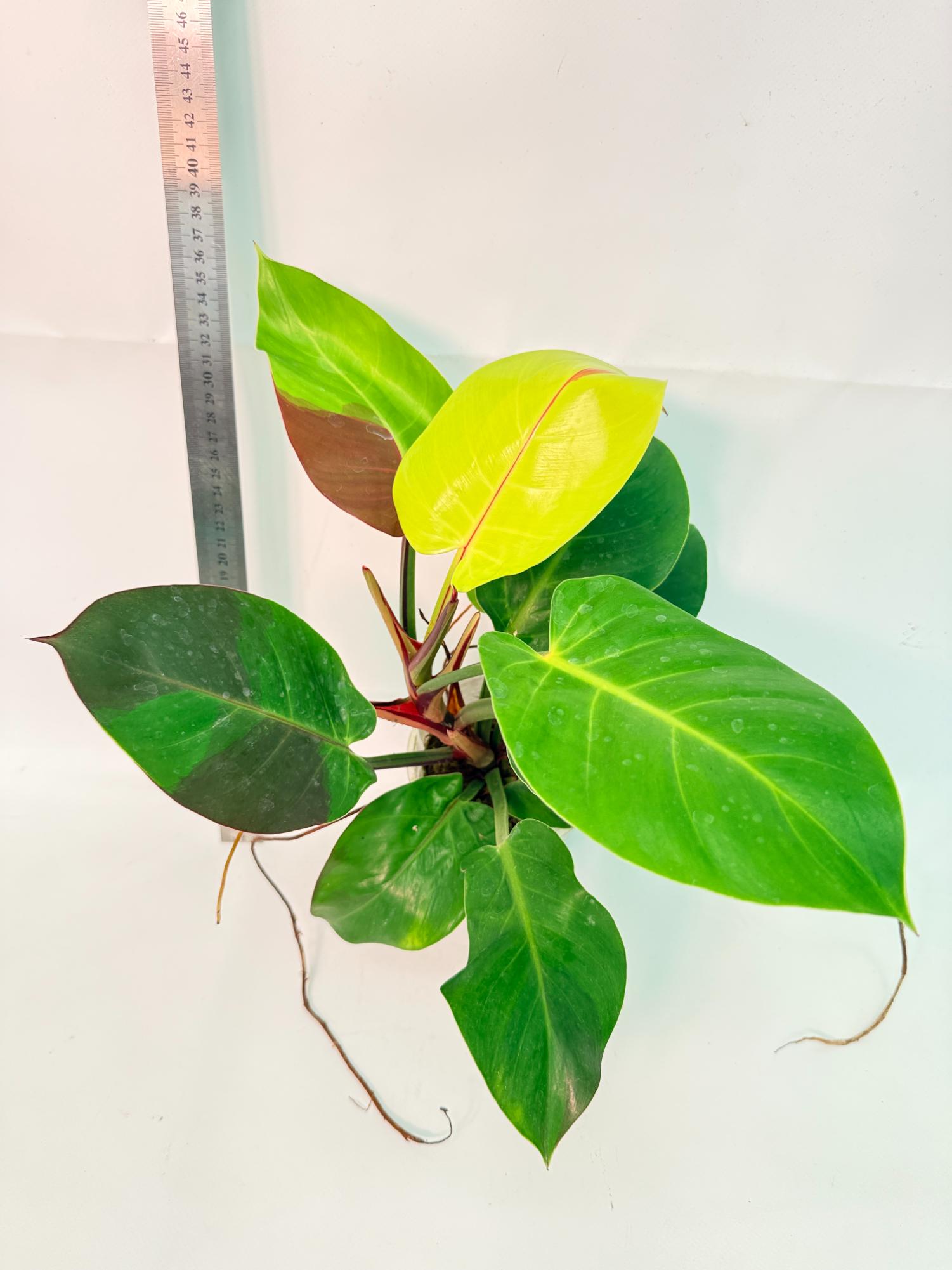 Philodendron Yellow Flame variegata 5
