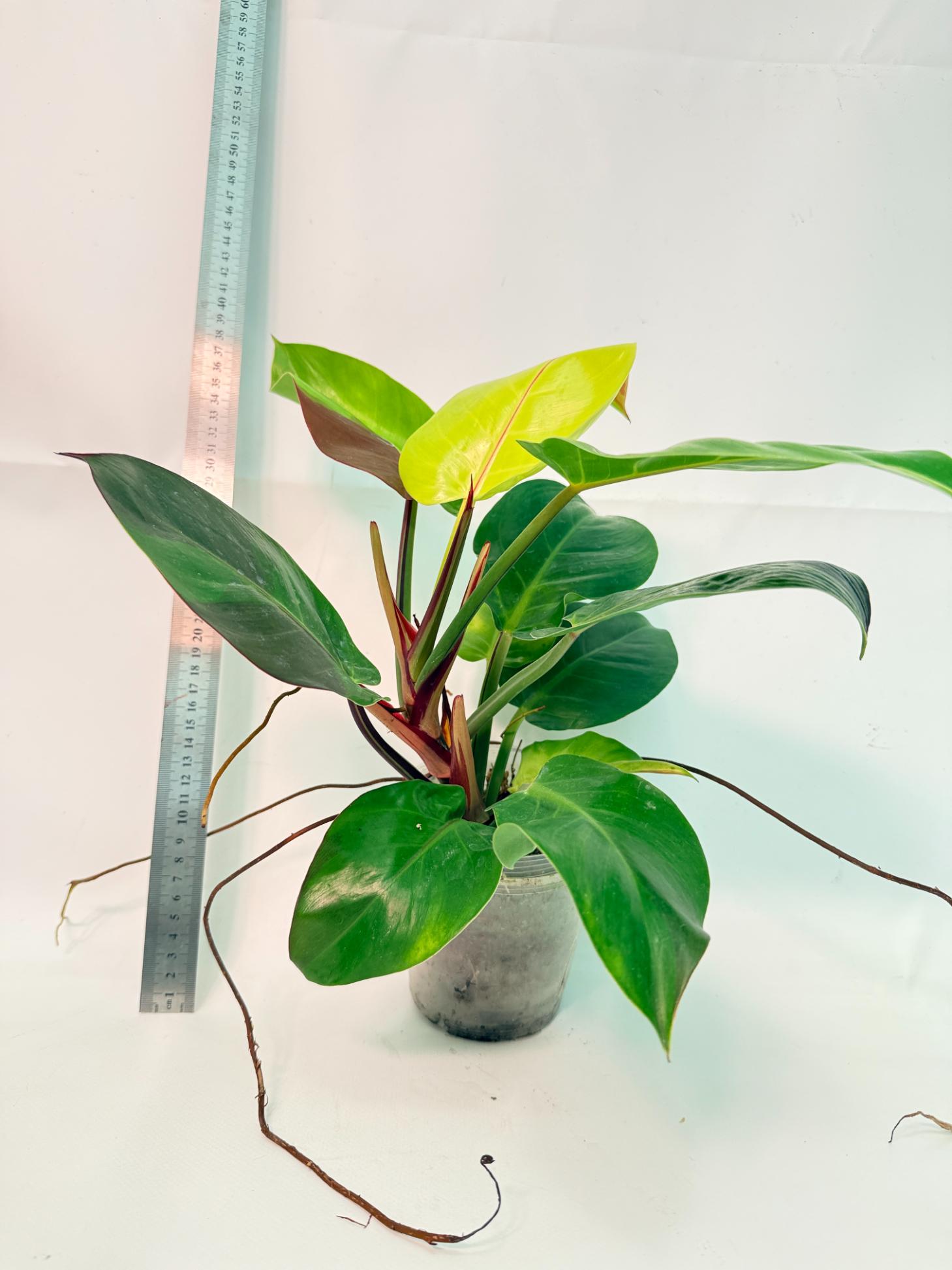 Philodendron Yellow Flame variegata 6