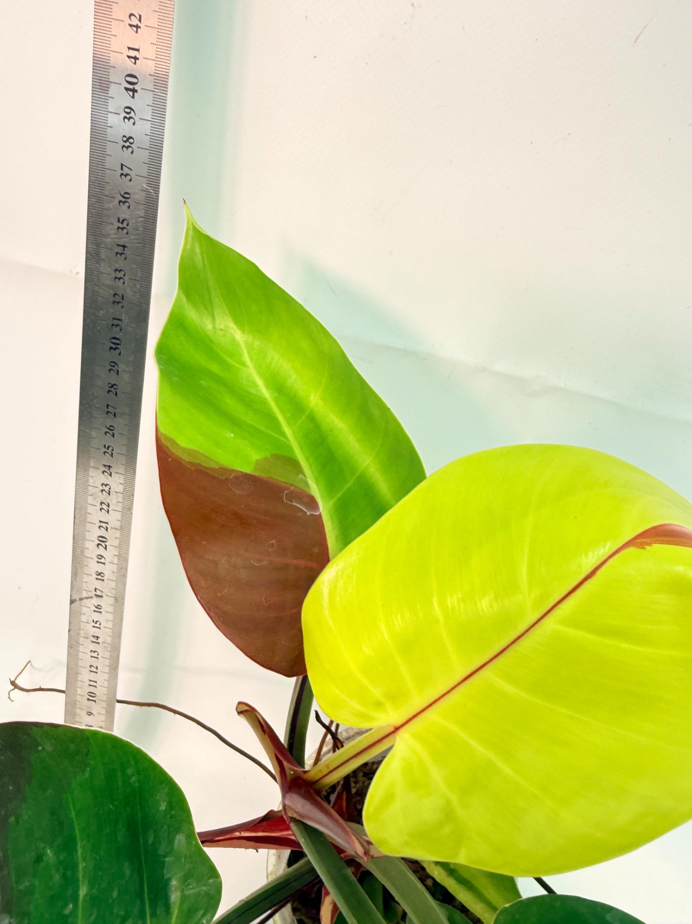 Philodendron Yellow Flame variegata 3