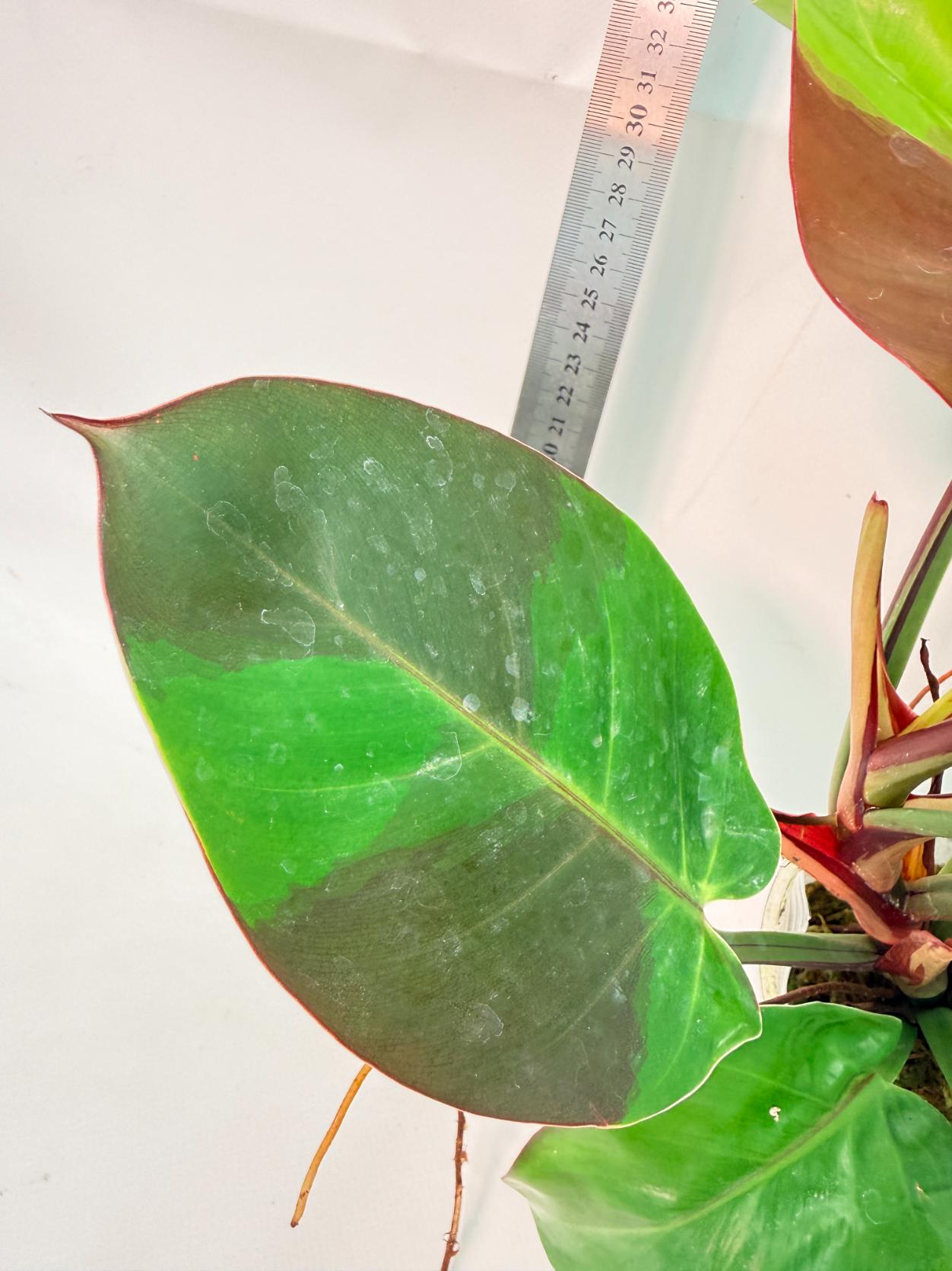Philodendron Yellow Flame variegata 7