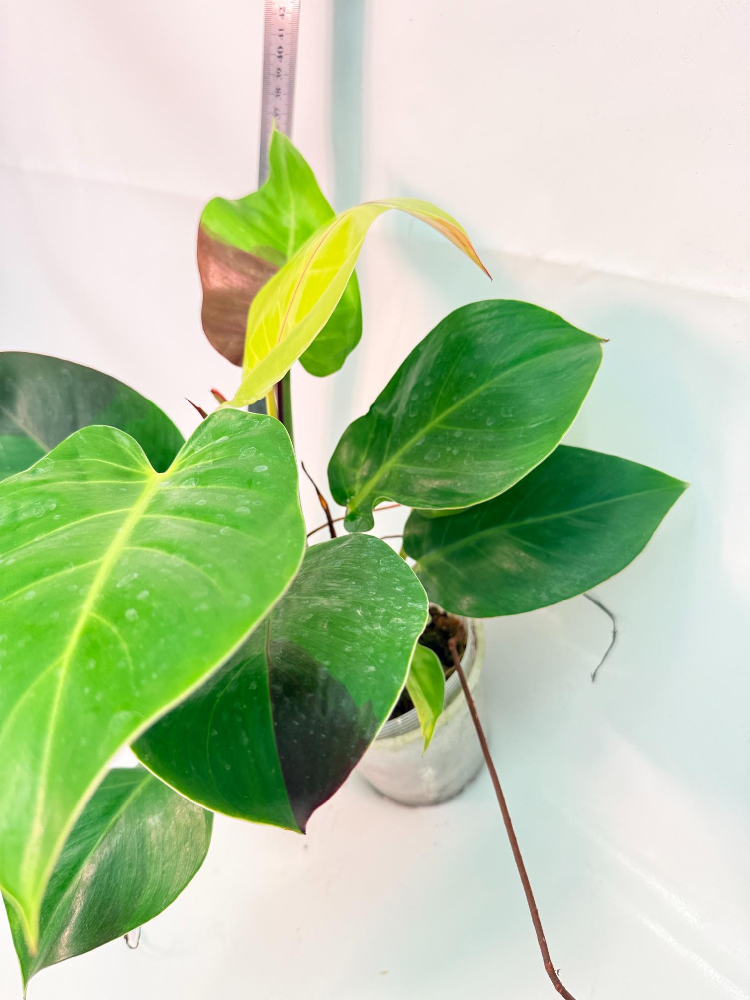 Philodendron Yellow Flame variegata 8