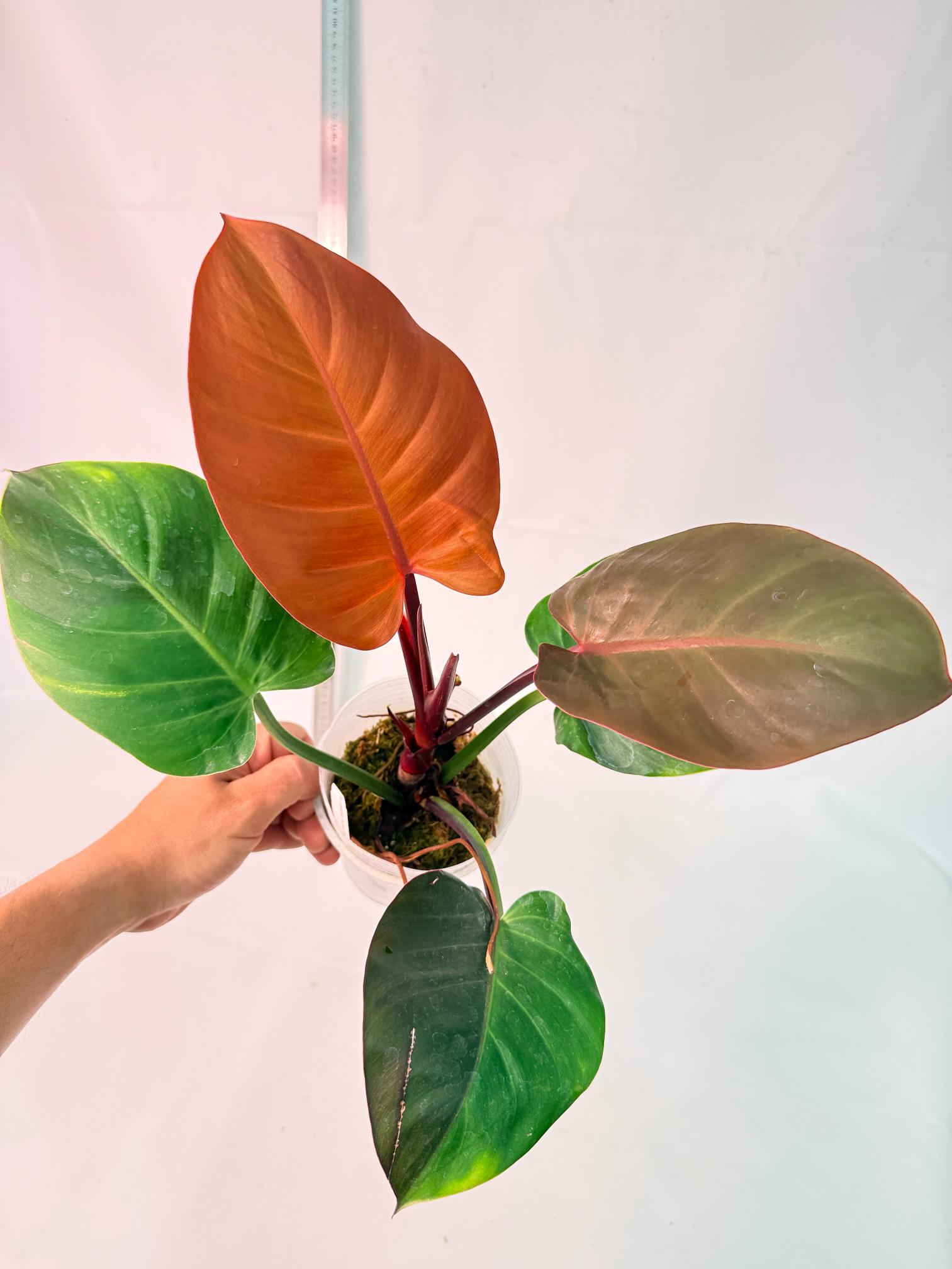 Philodendron Yellow Flame variegata 3