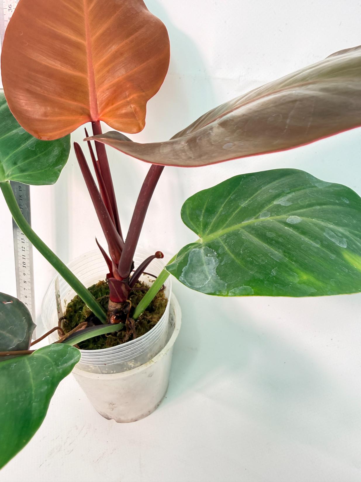 Philodendron Yellow Flame variegata 9