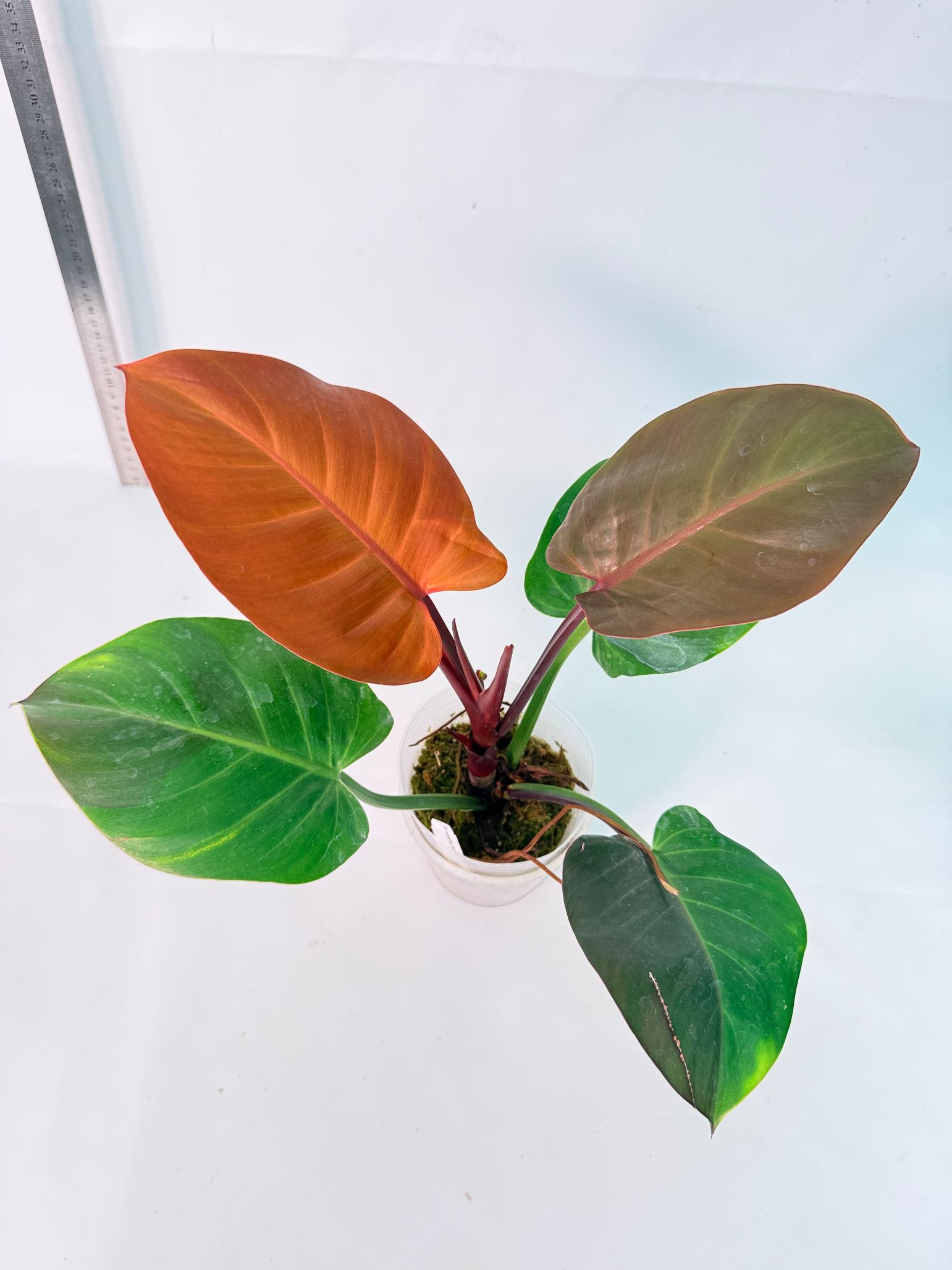 Philodendron Yellow Flame variegata 10