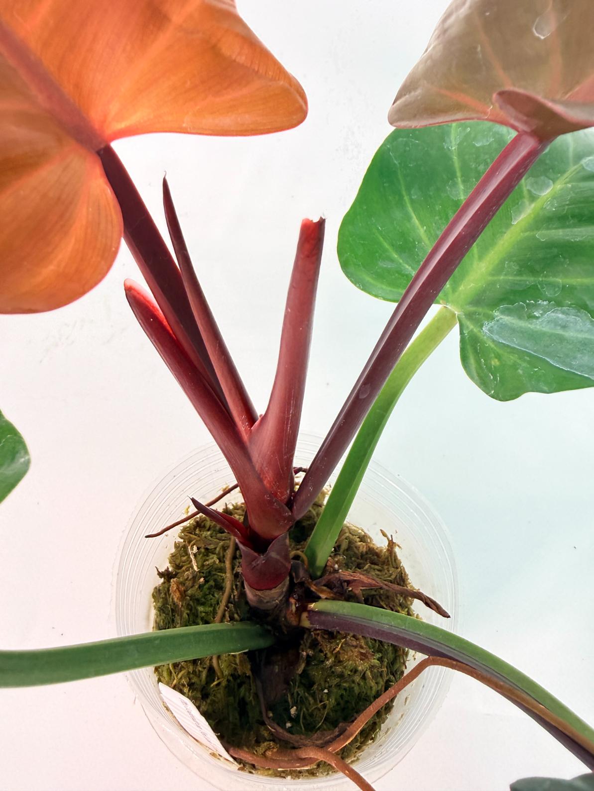 Philodendron Yellow Flame variegata 11