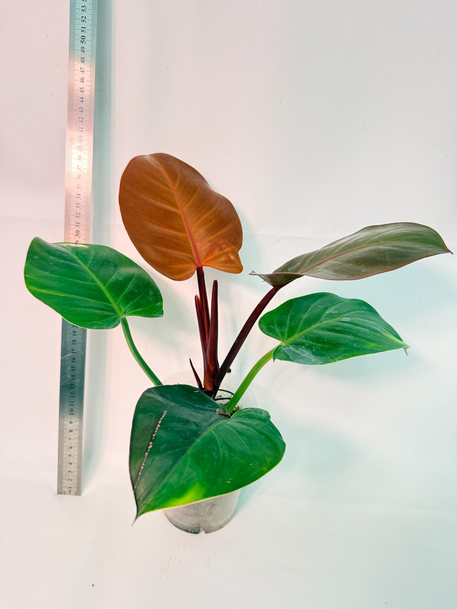 Philodendron Yellow Flame variegata 1