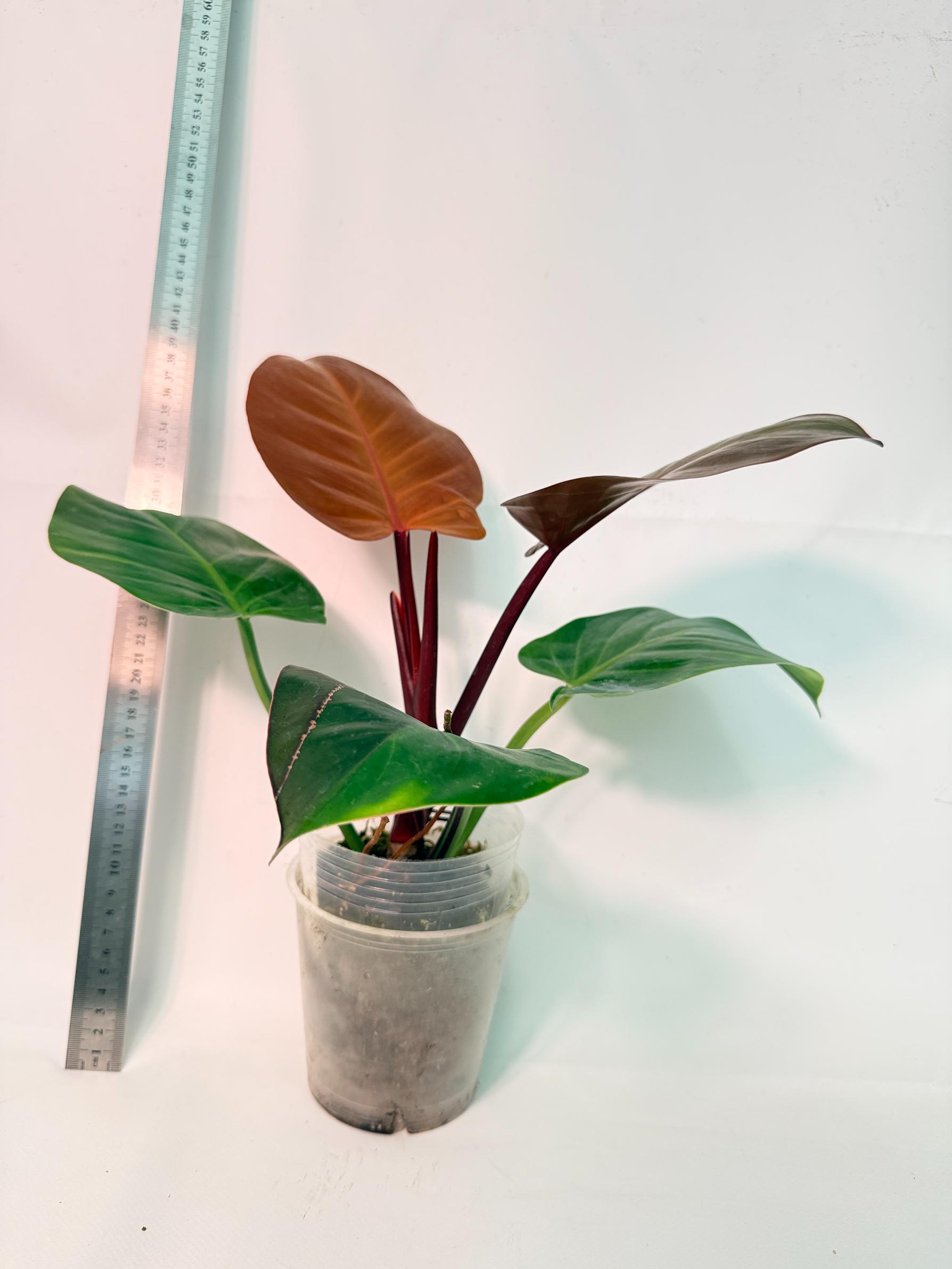 Philodendron Yellow Flame variegata 4