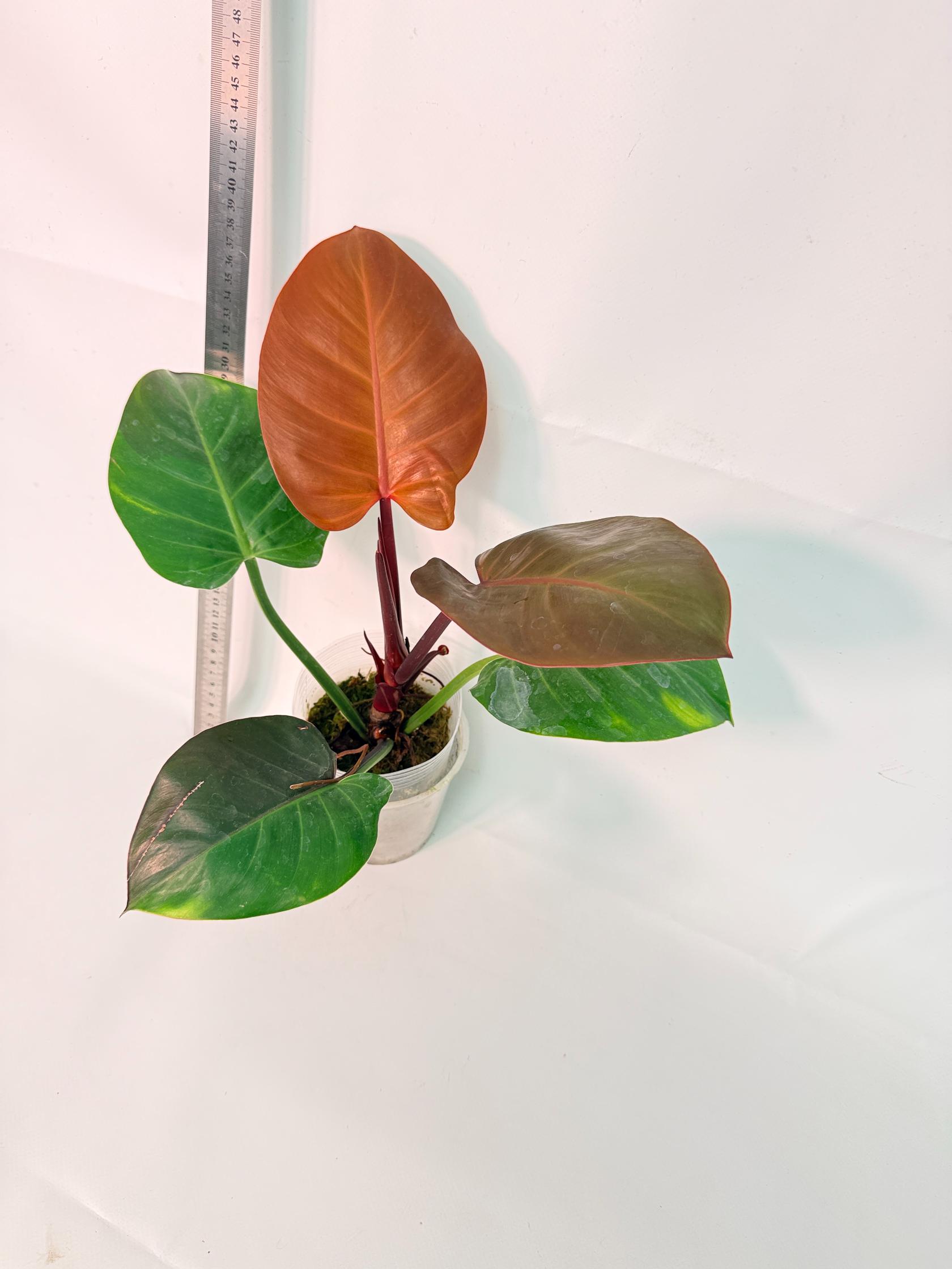 Philodendron Yellow Flame variegata 5