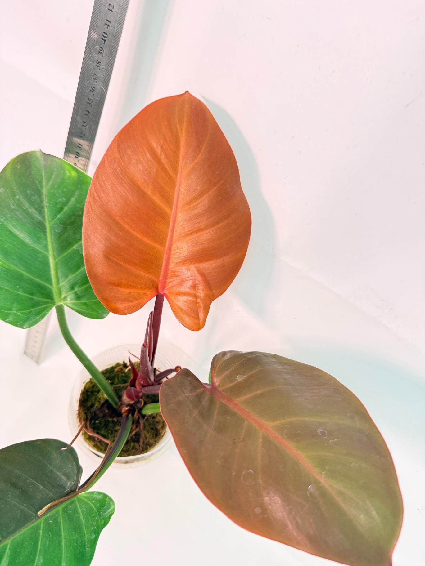 Philodendron Yellow Flame variegata 6