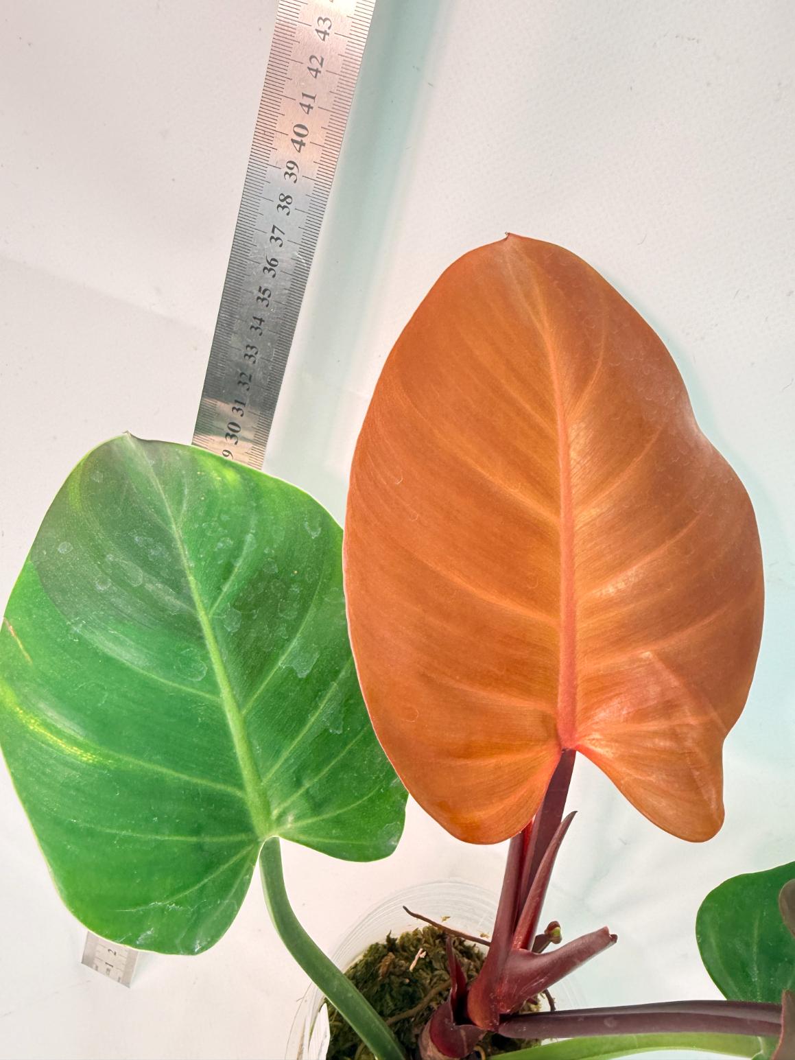Philodendron Yellow Flame variegata 7