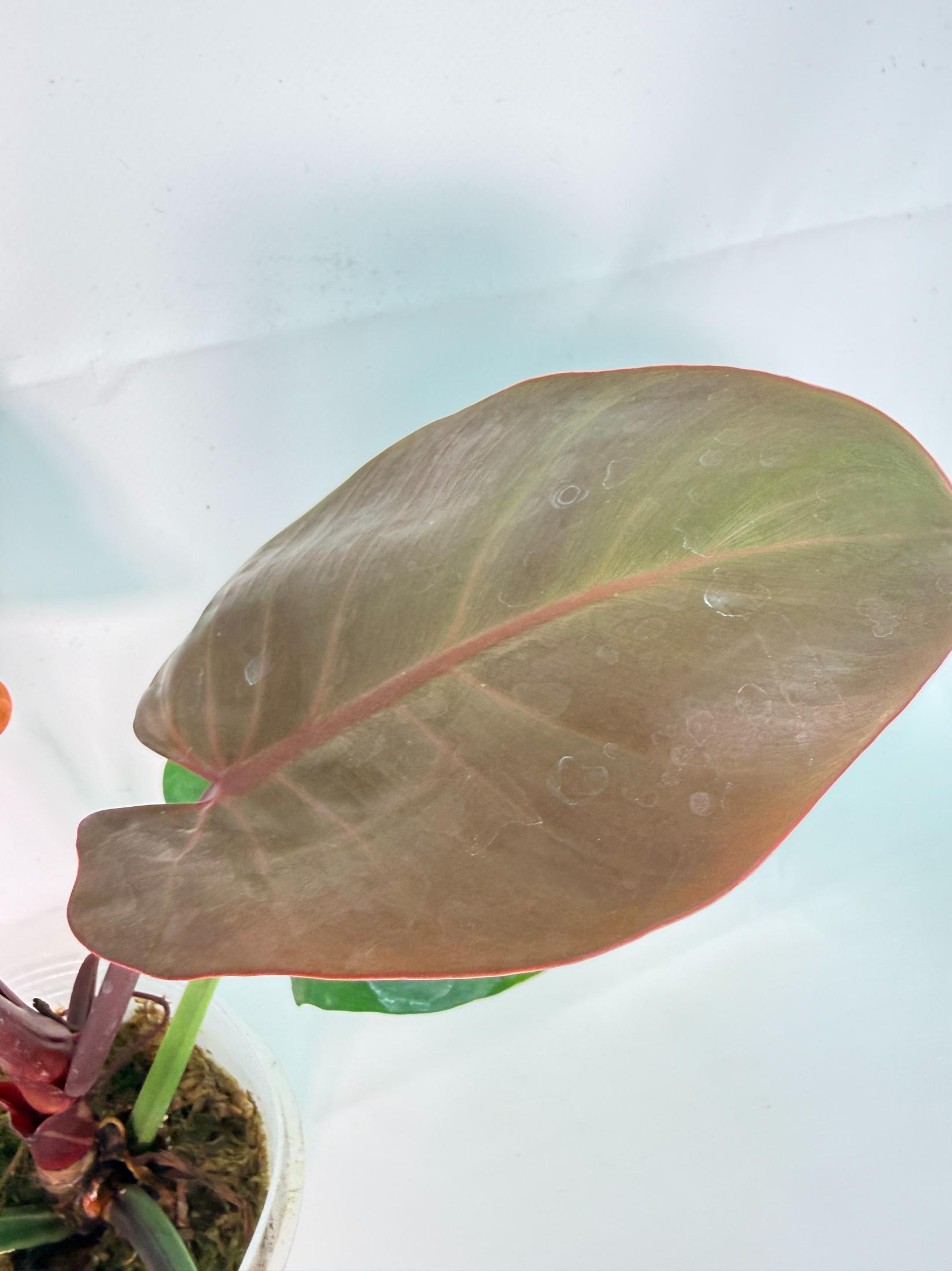 Philodendron Yellow Flame variegata 8