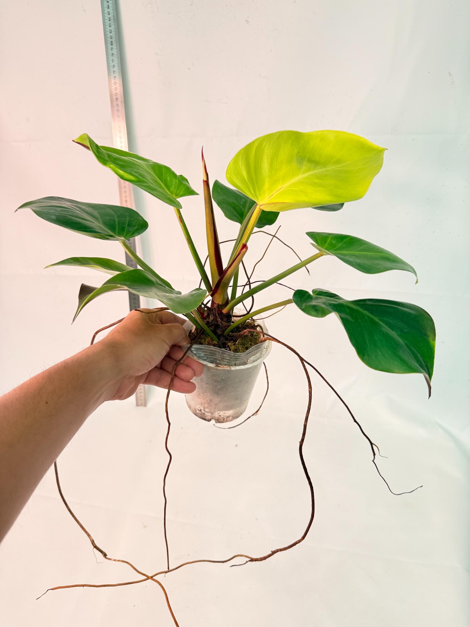 Philodendron Yellow Flame variegata 3