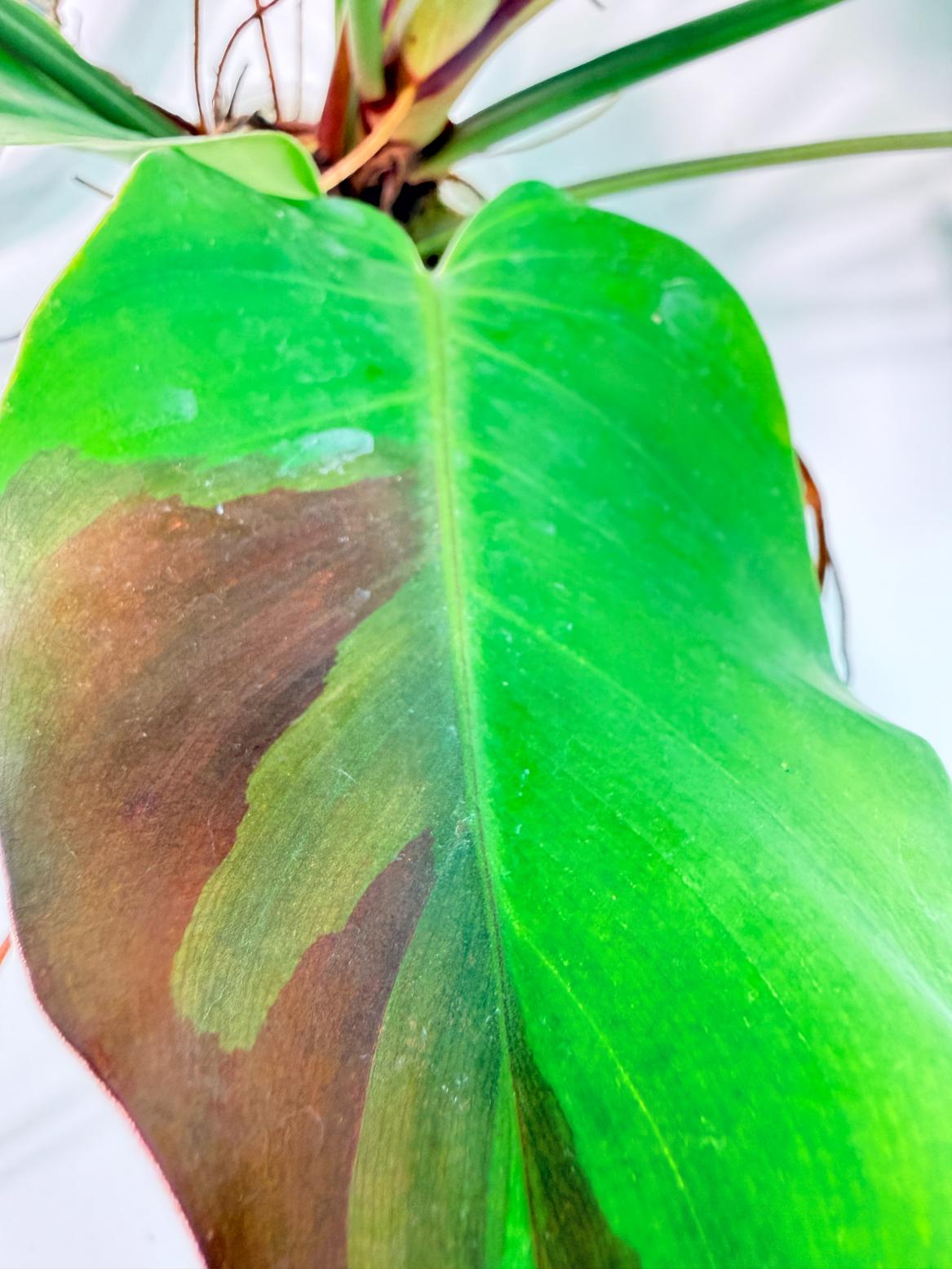 Philodendron Yellow Flame variegata 4
