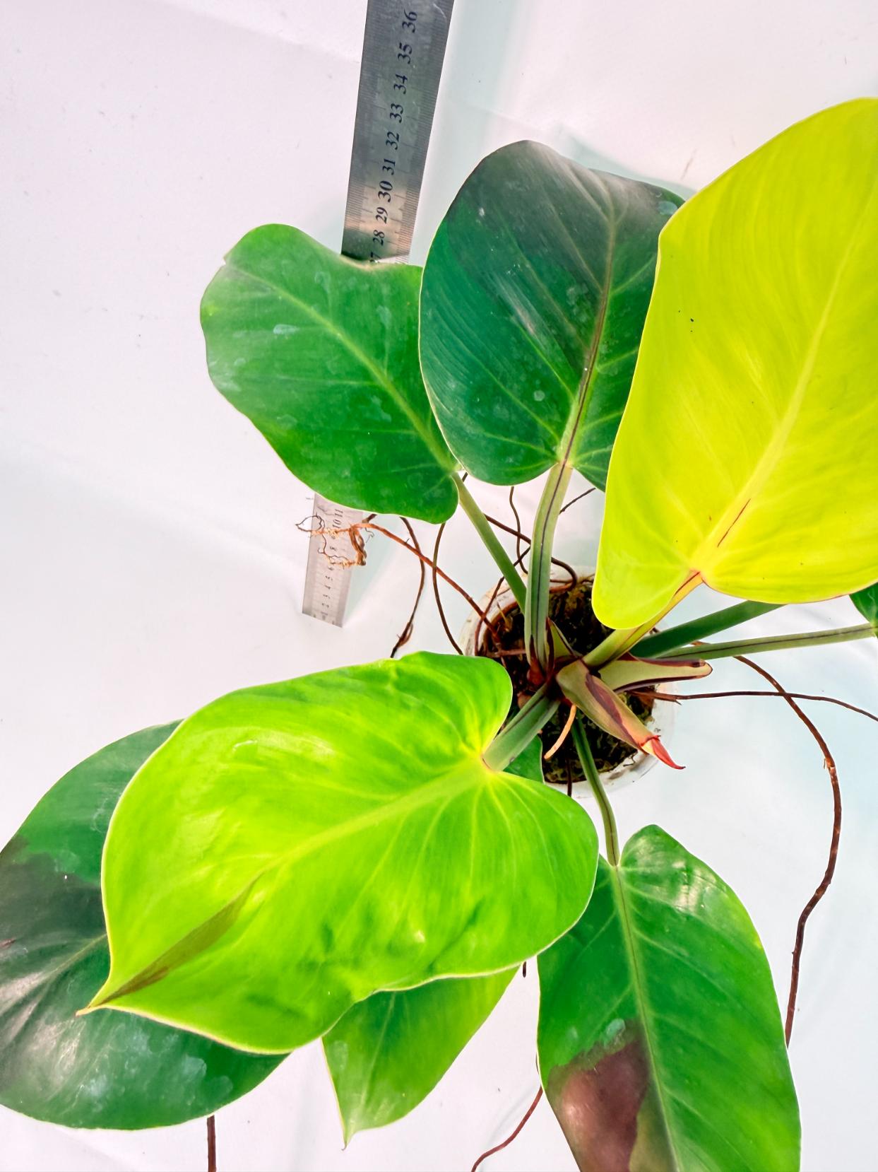 Philodendron Yellow Flame variegata 12