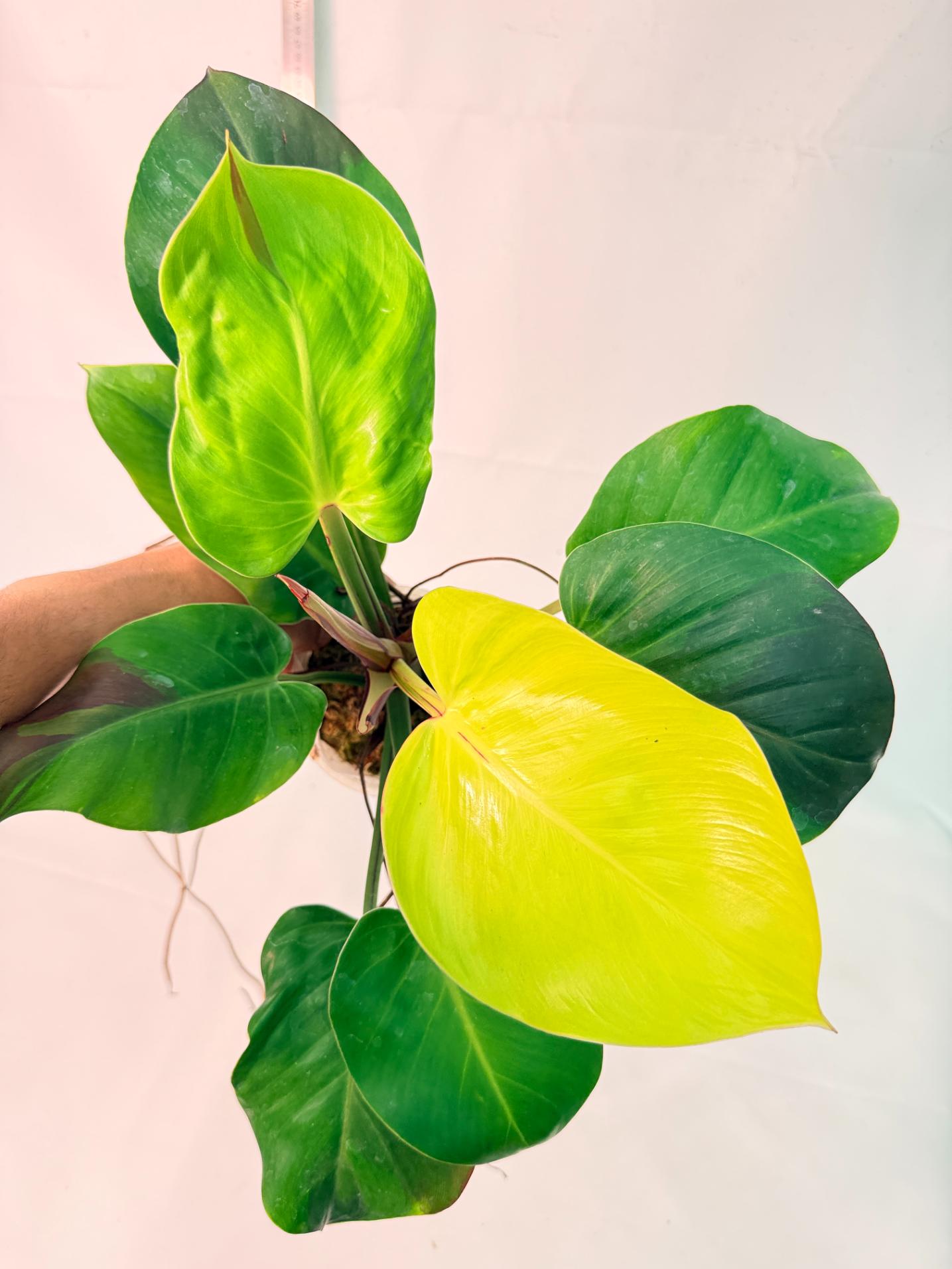 Philodendron Yellow Flame variegata 6