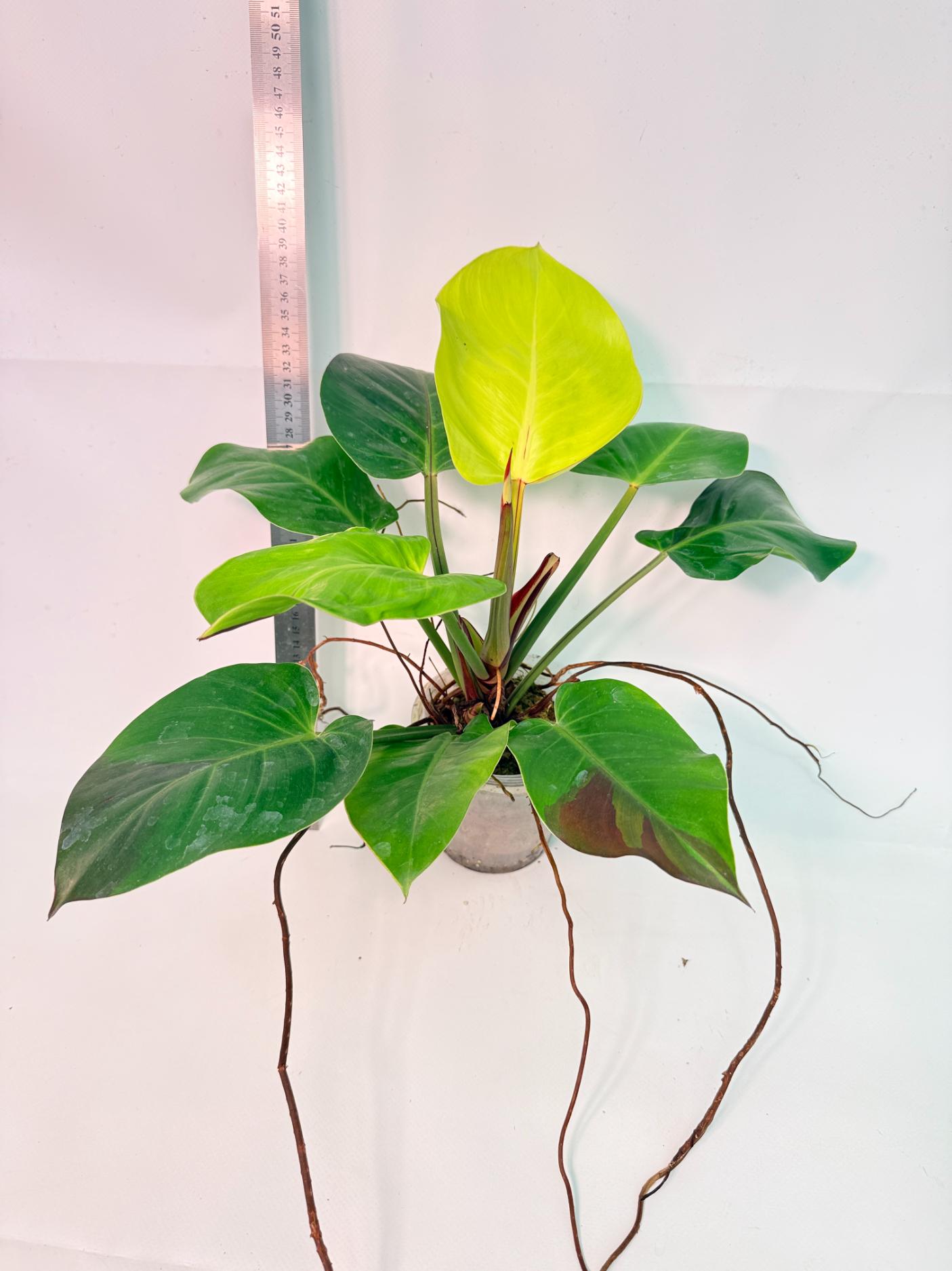 Philodendron Yellow Flame variegata 1