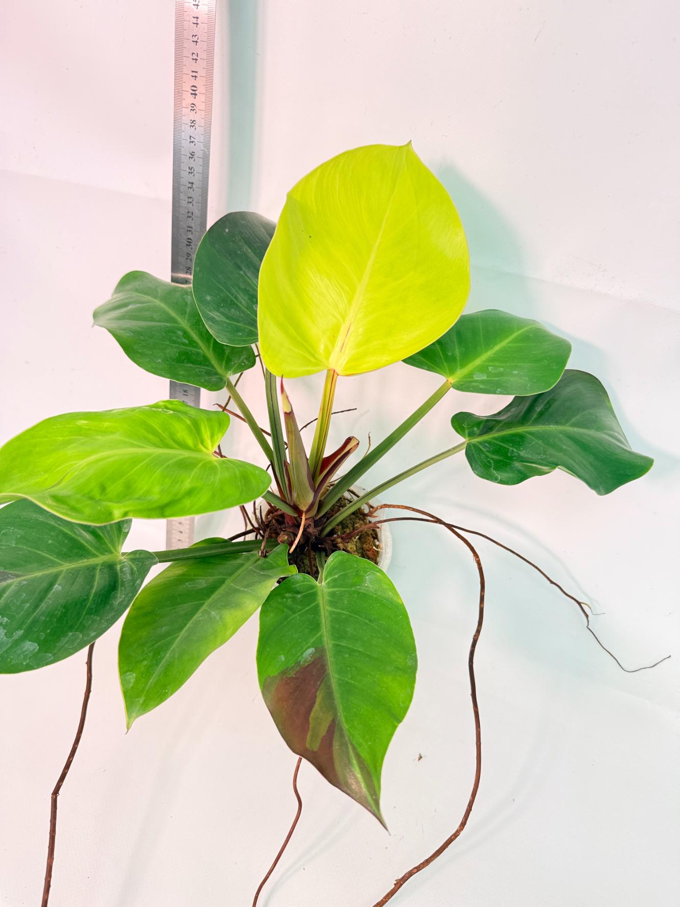 Philodendron Yellow Flame variegata 5