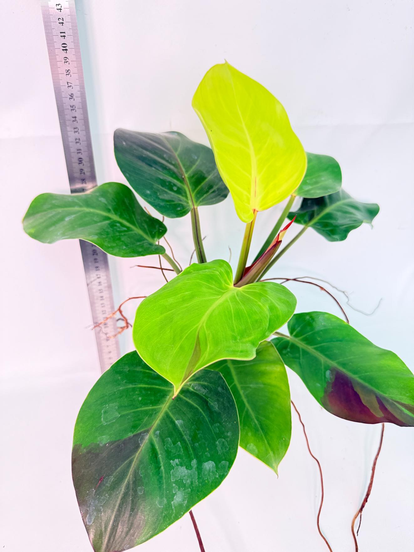 Philodendron Yellow Flame variegata 8