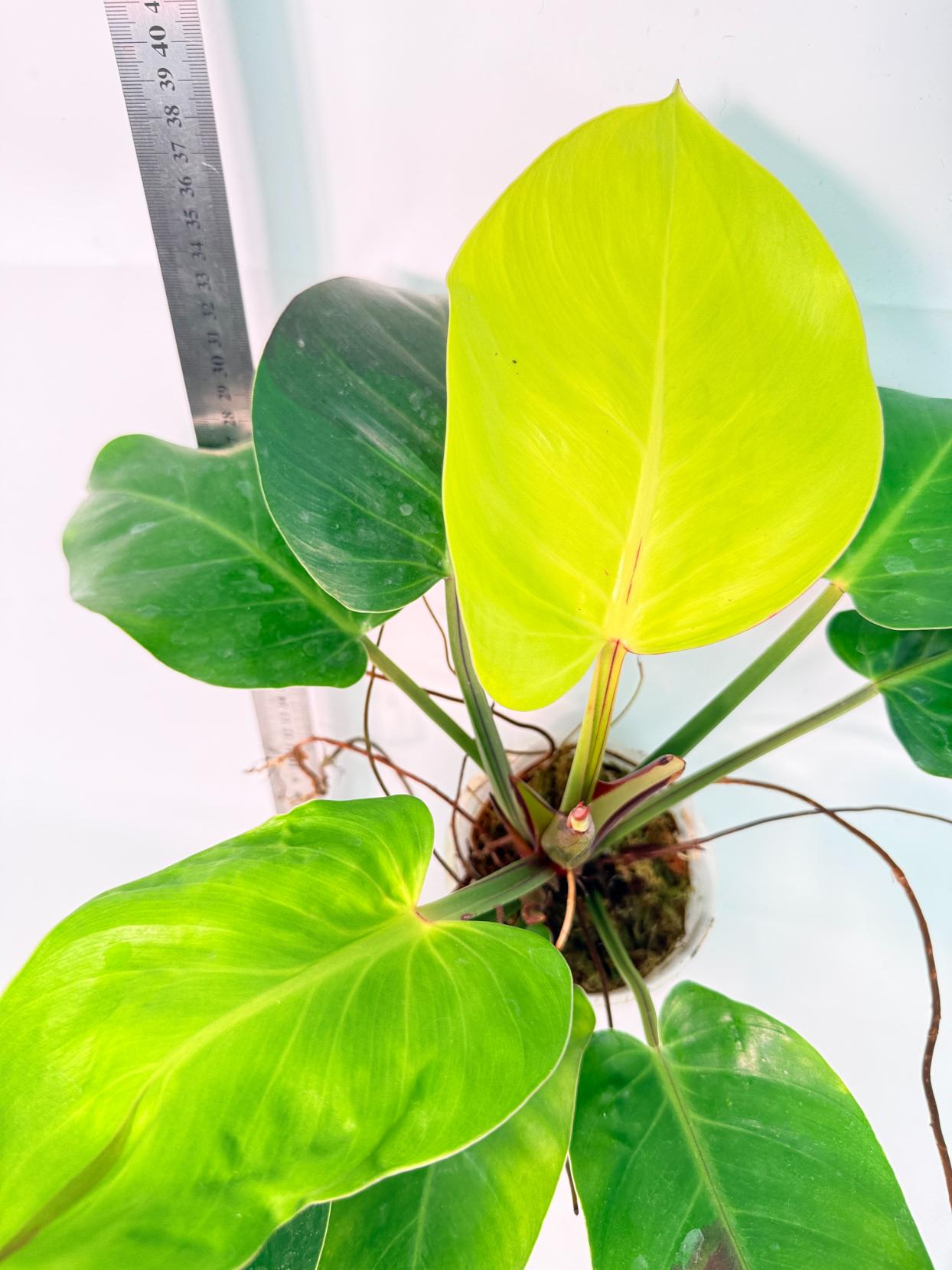 Philodendron Yellow Flame variegata 9
