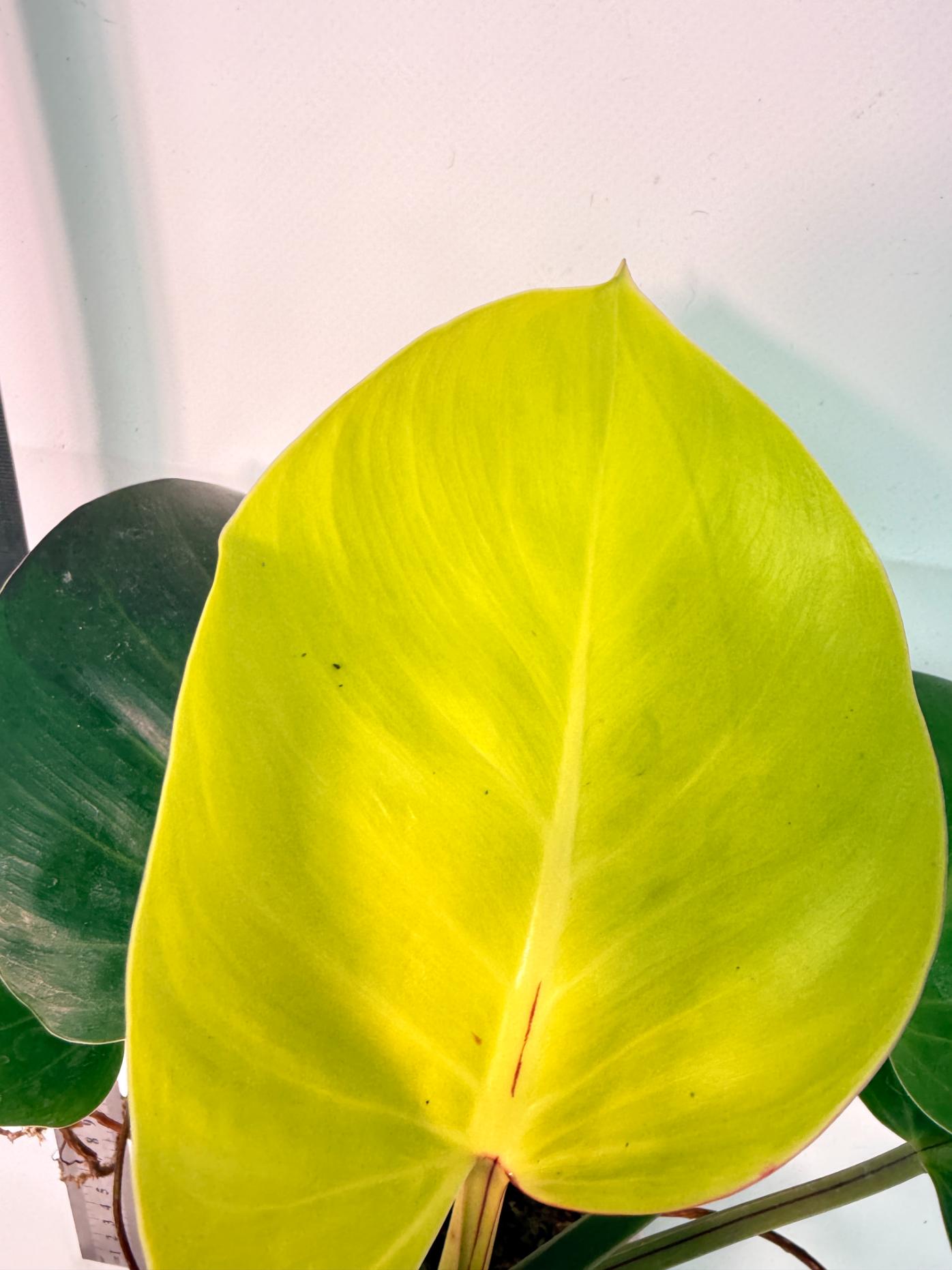 Philodendron Yellow Flame variegata 7
