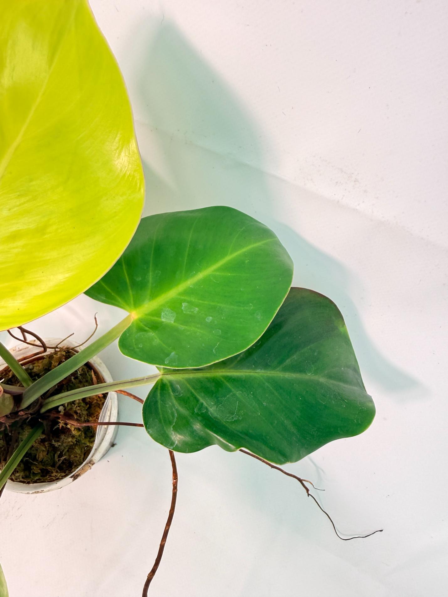 Philodendron Yellow Flame variegata 10