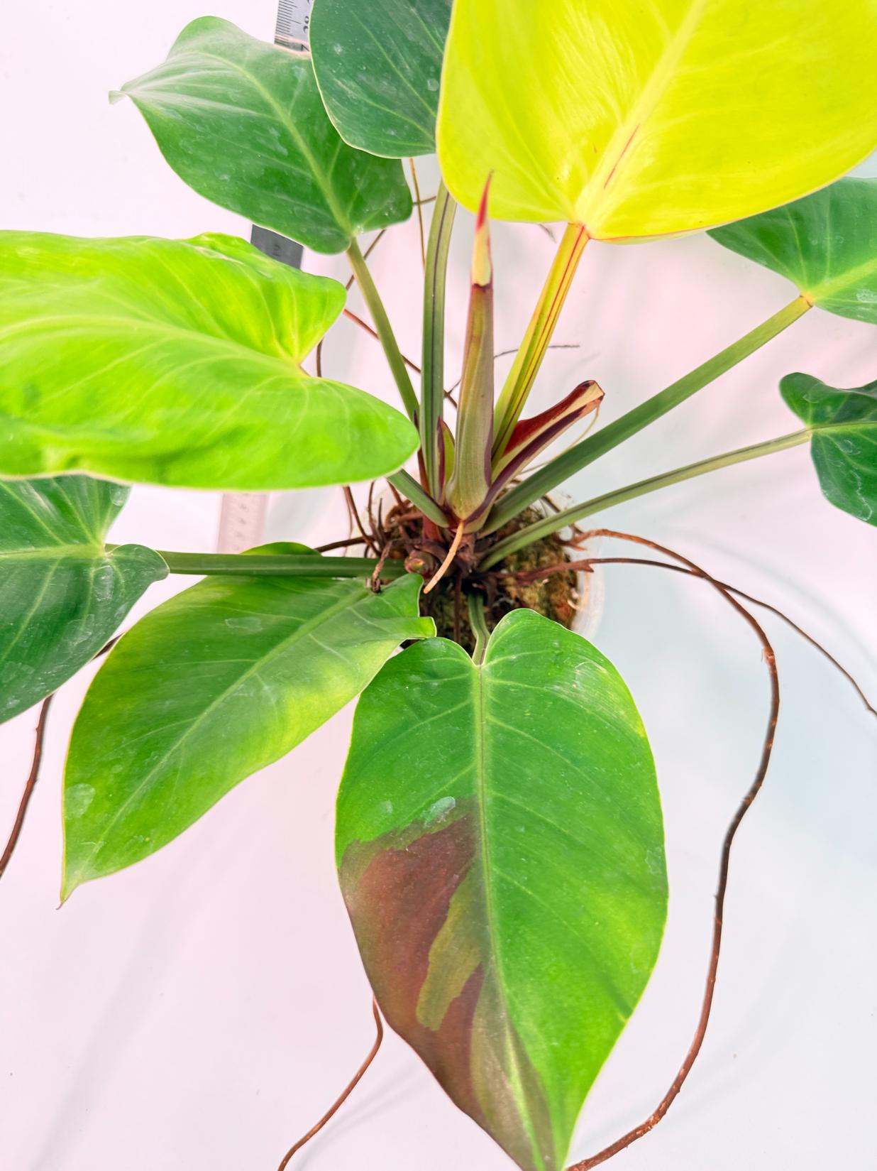 Philodendron Yellow Flame variegata 11