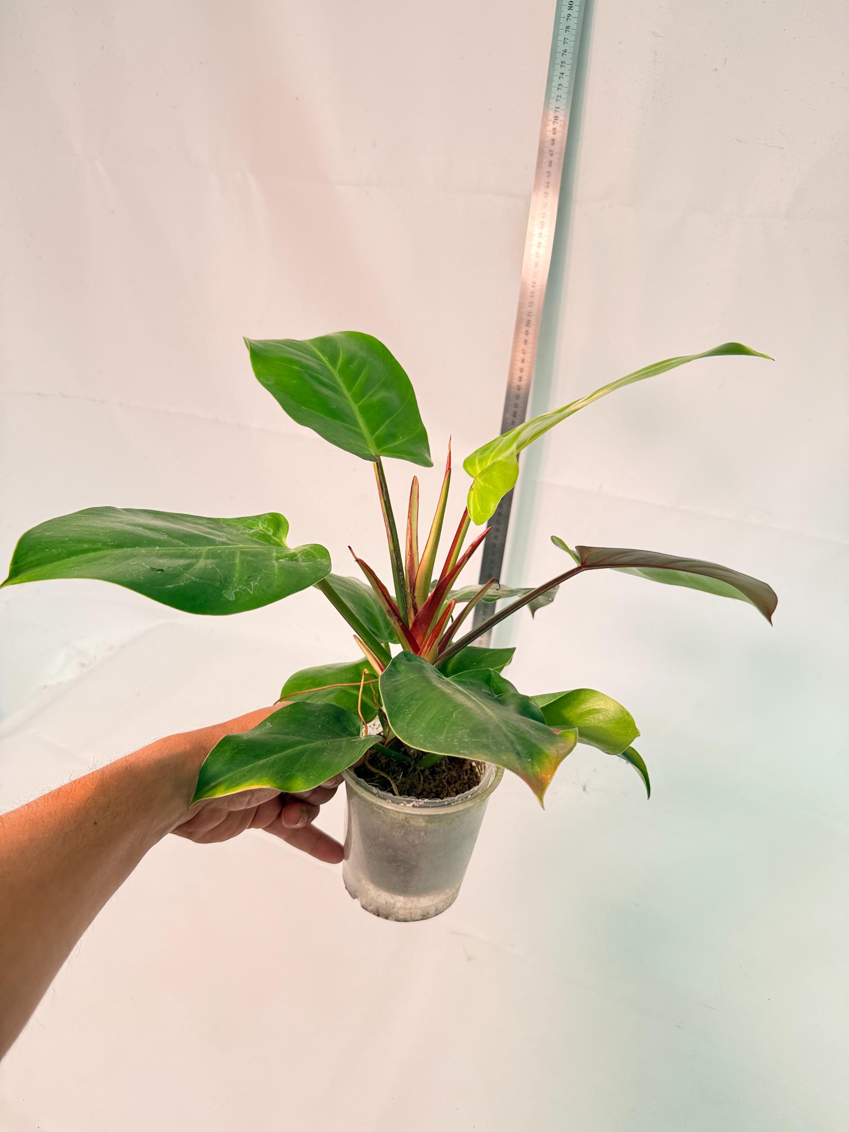 Philodendron Yellow Flame variegata 8