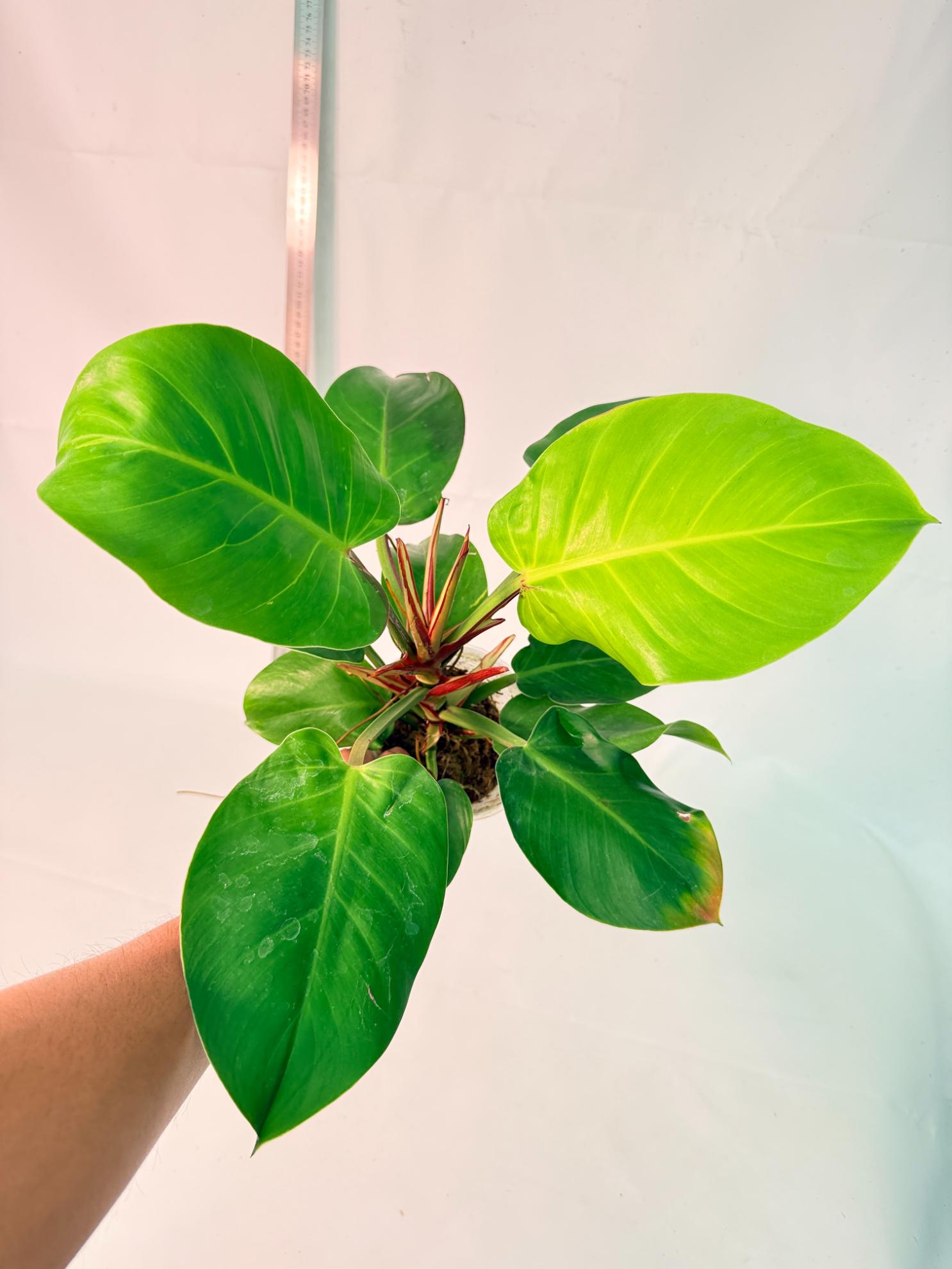 Philodendron Yellow Flame variegata 7