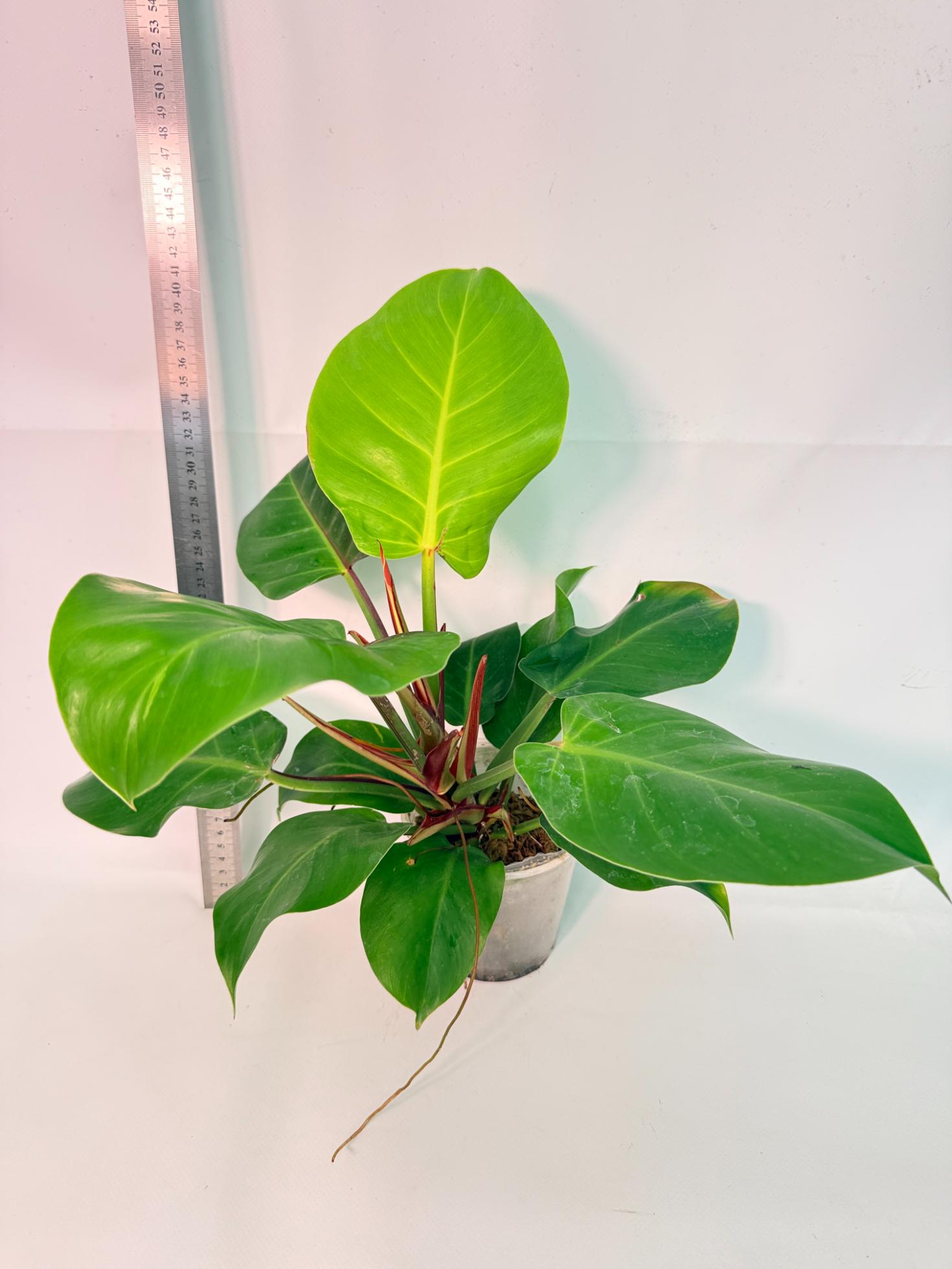 Philodendron Yellow Flame variegata 1