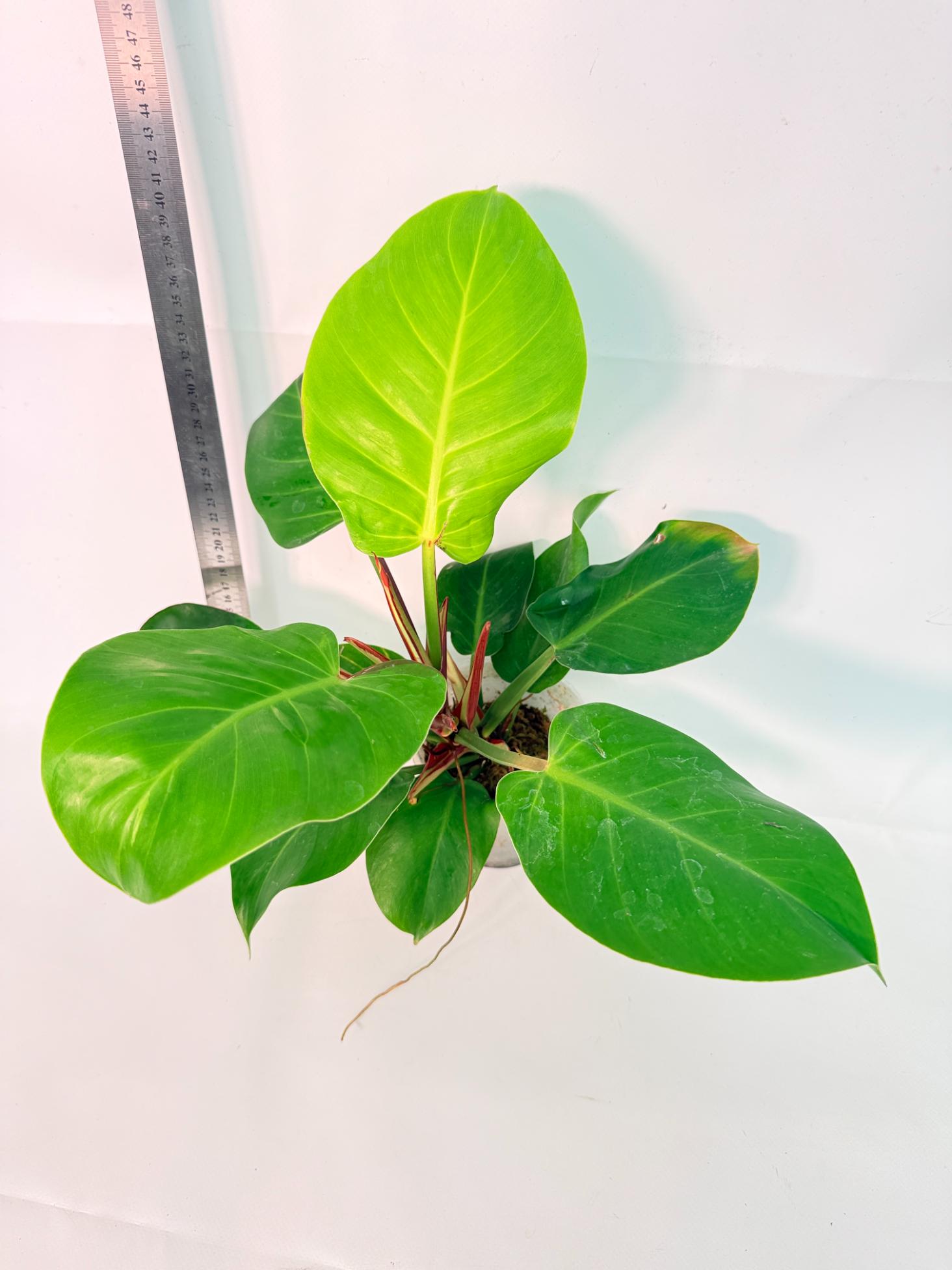 Philodendron Yellow Flame variegata 9