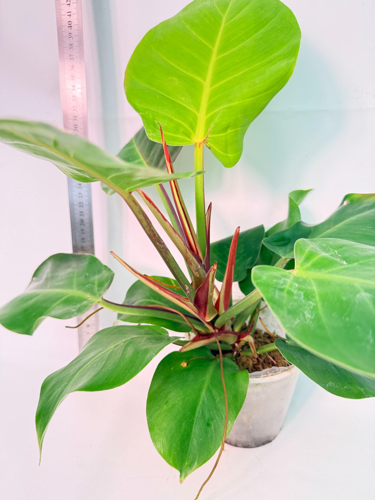 Philodendron Yellow Flame variegata 3