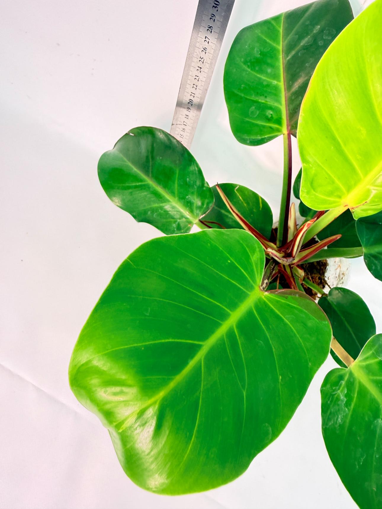 Philodendron Yellow Flame variegata 4
