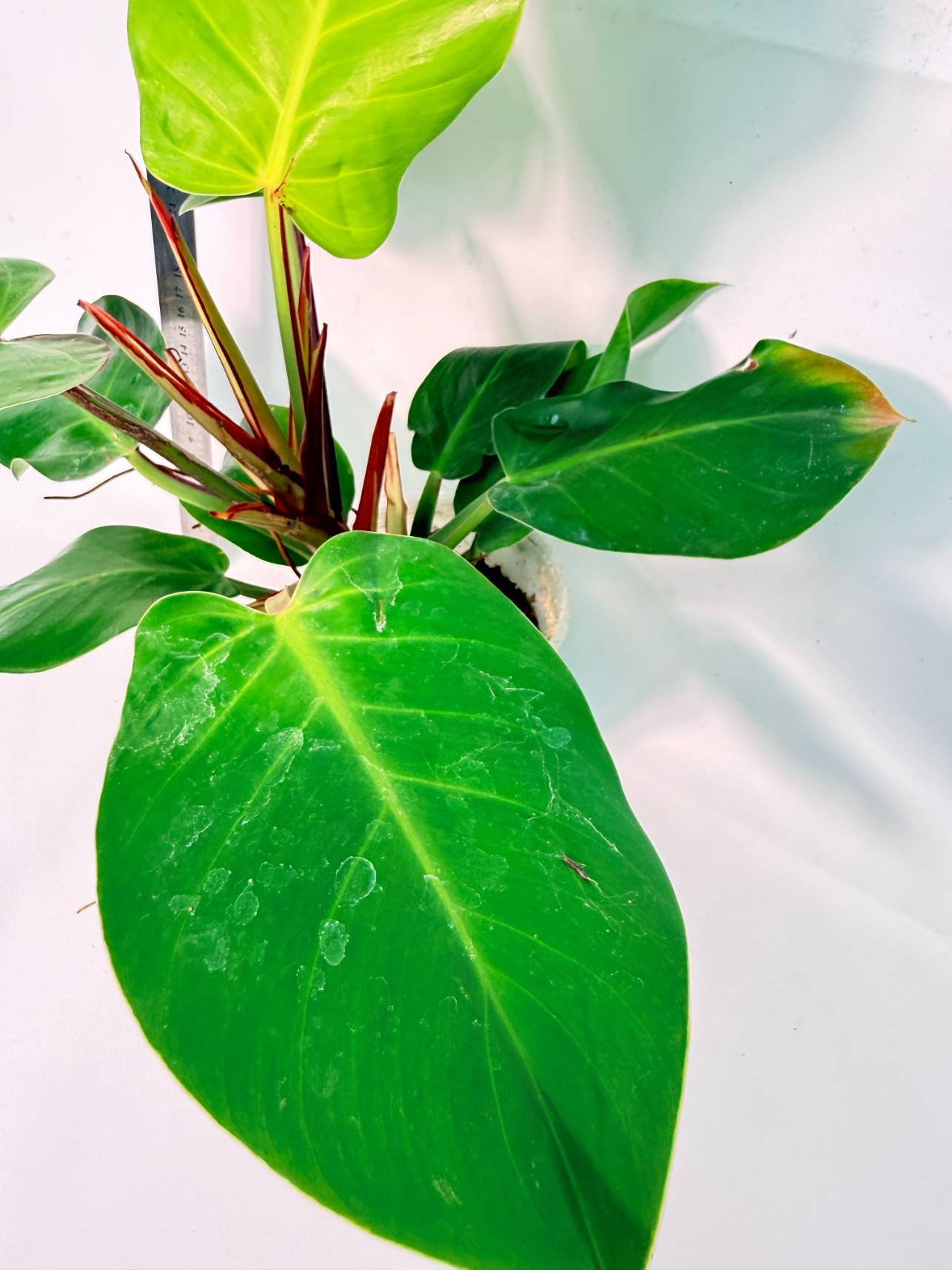 Philodendron Yellow Flame variegata 5
