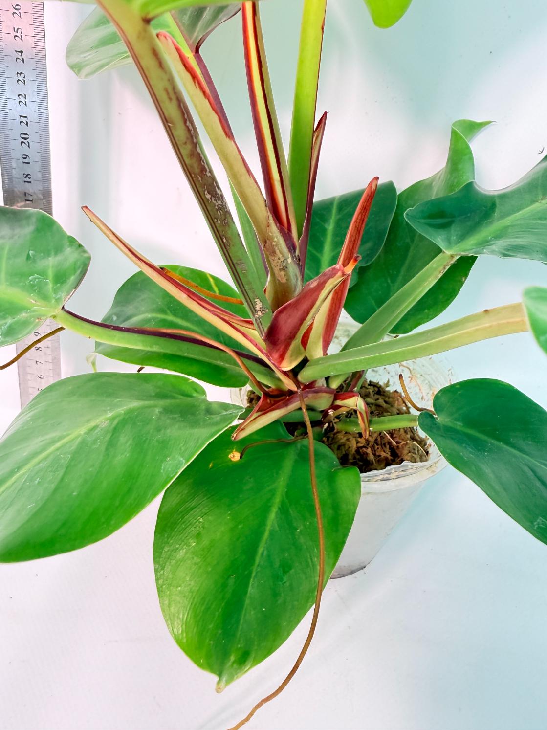 Philodendron Yellow Flame variegata 6