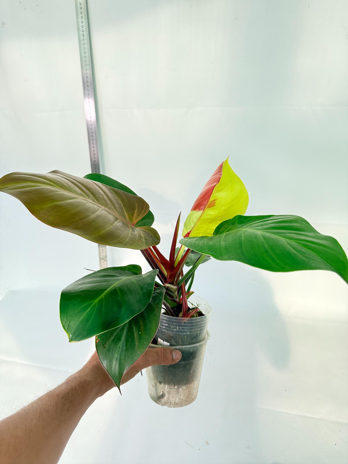 Philodendron Yellow Flame variegata 3