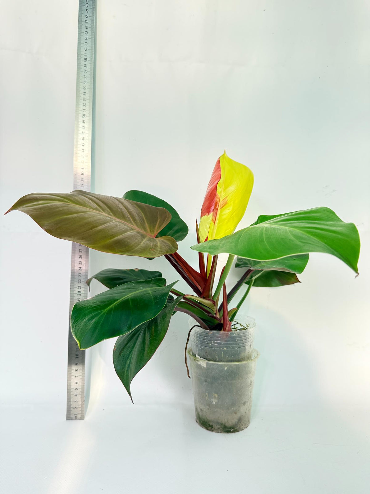 Philodendron Yellow Flame variegata 4