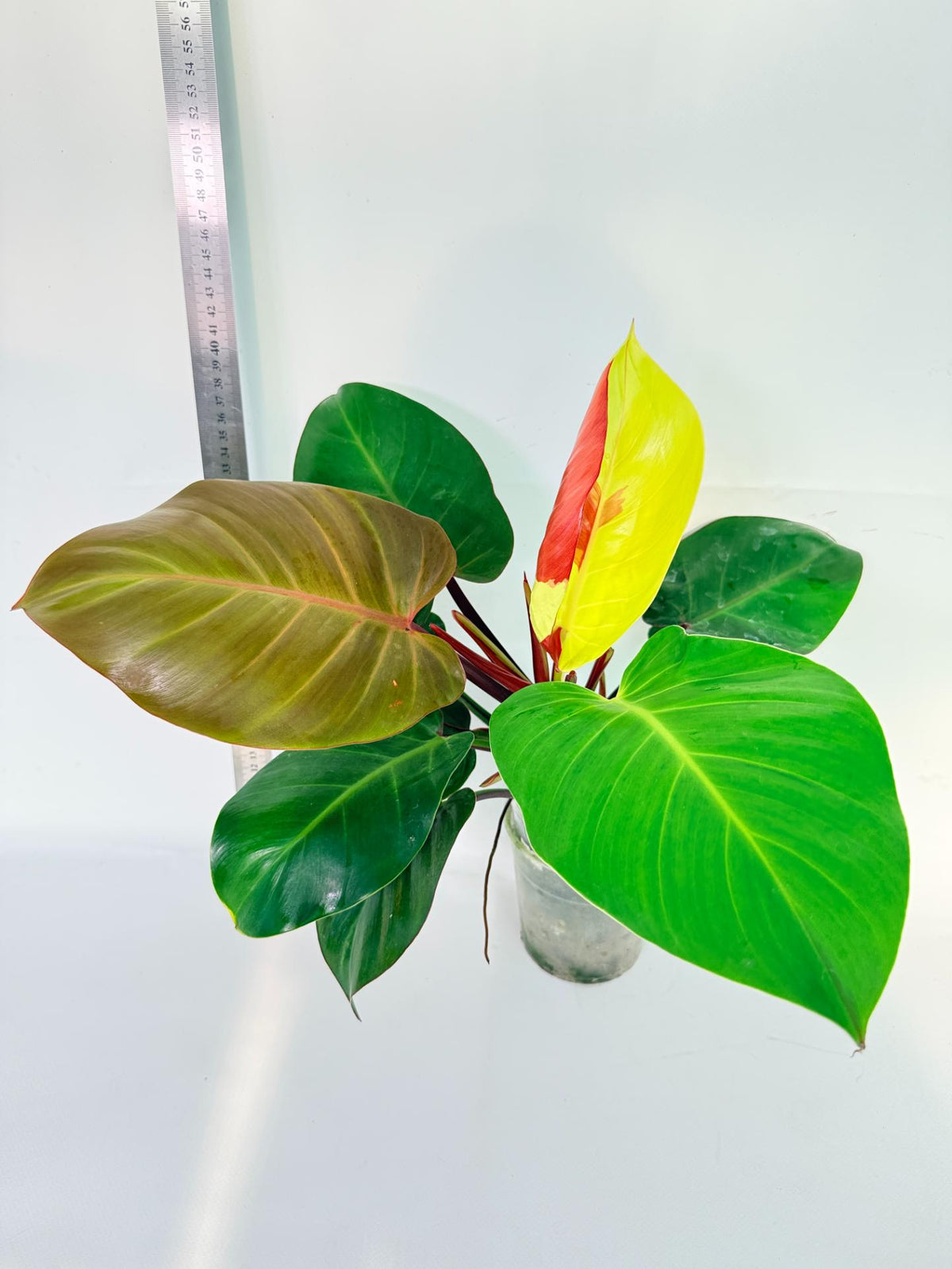 Philodendron Yellow Flame variegata 6
