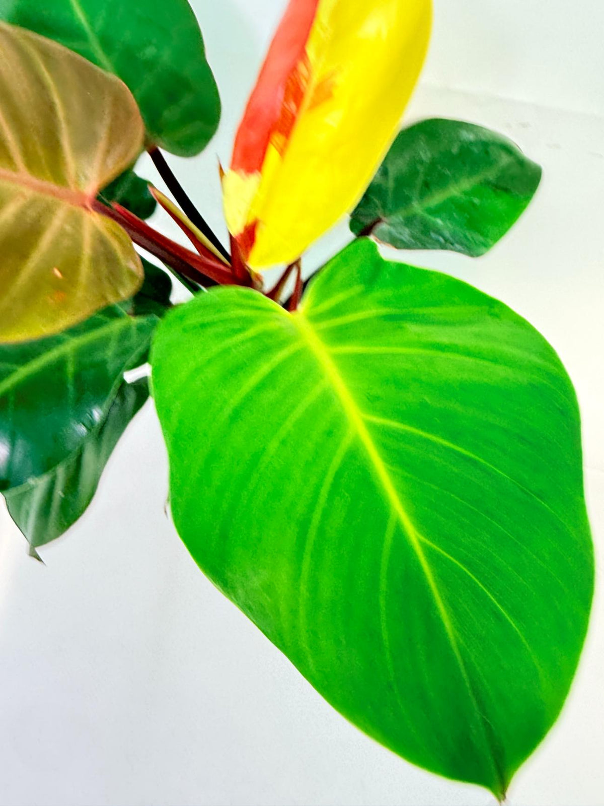 Philodendron Yellow Flame variegata 7