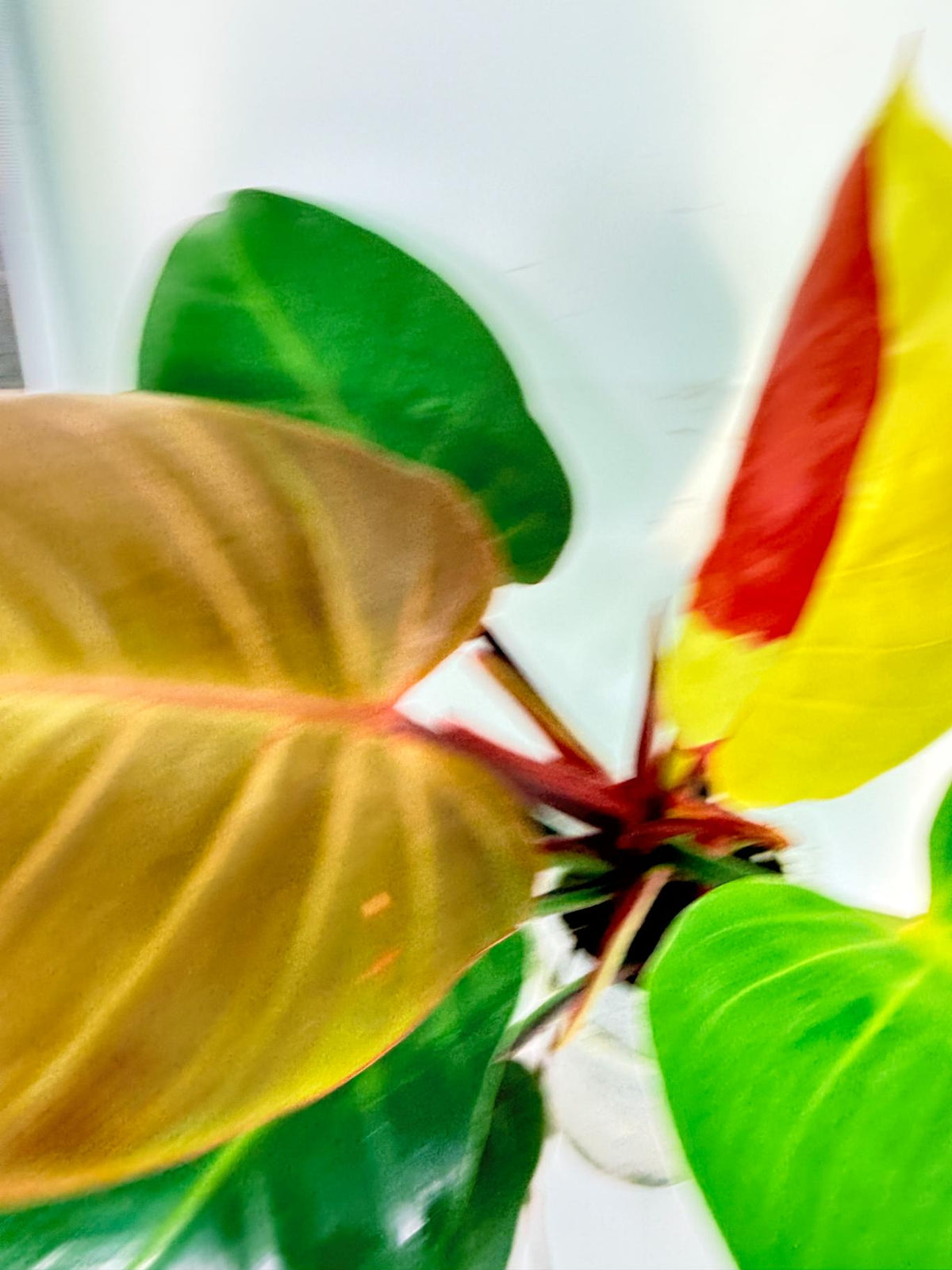 Philodendron Yellow Flame variegata 8