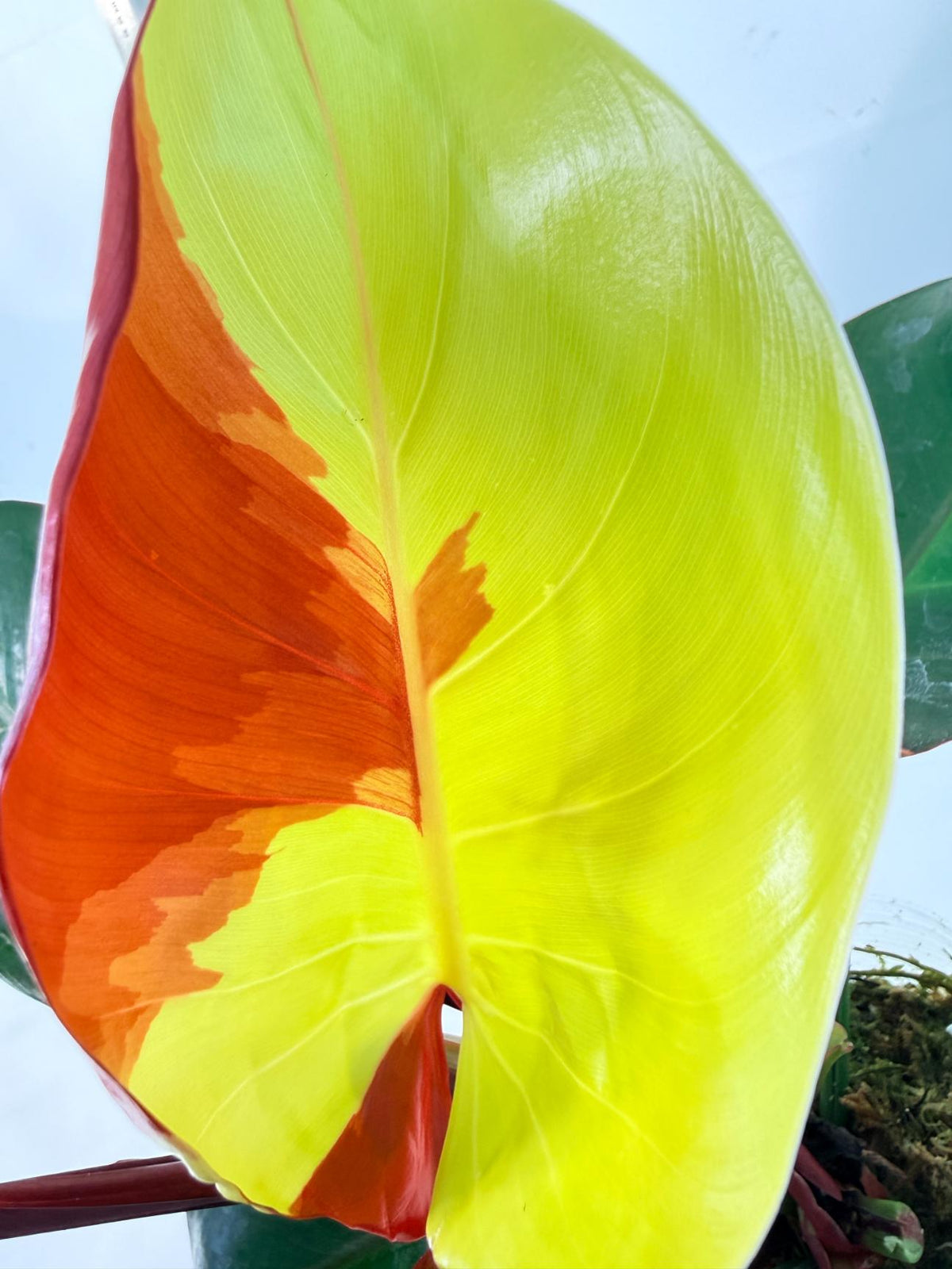 Philodendron Yellow Flame variegata 1