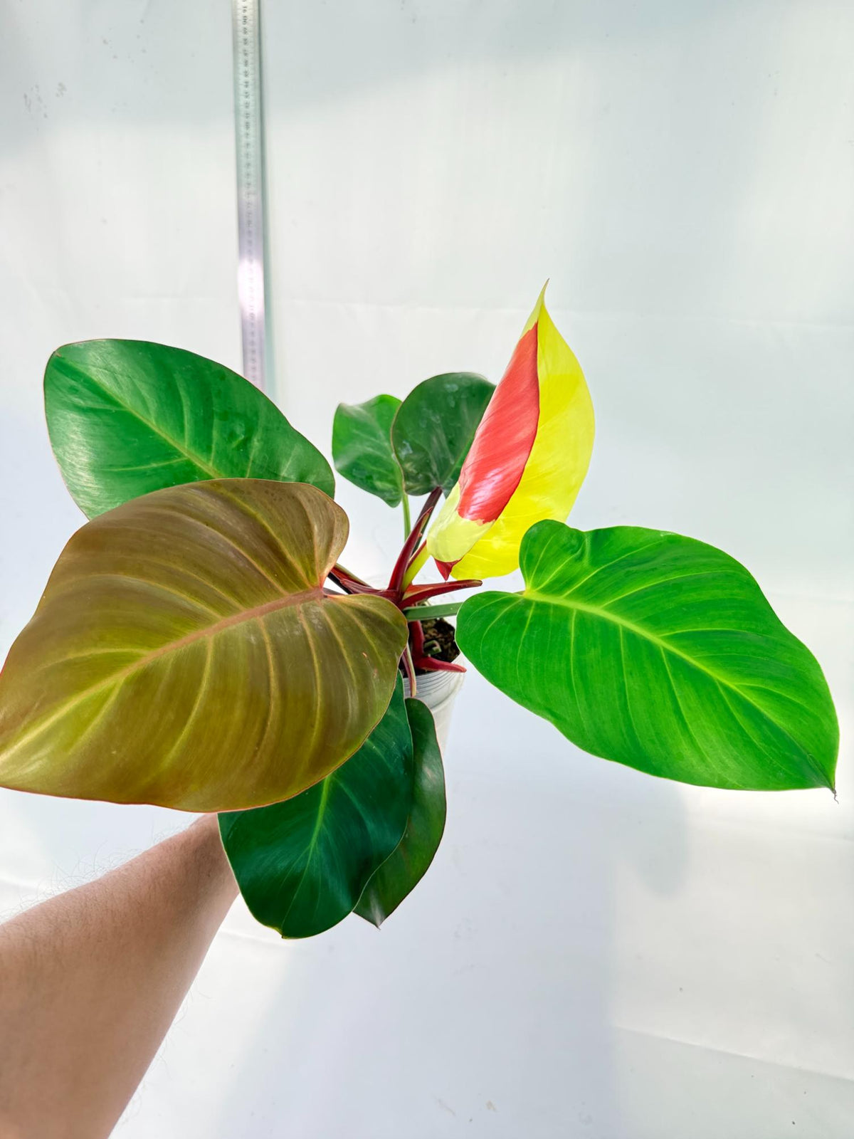Philodendron Yellow Flame variegata 5