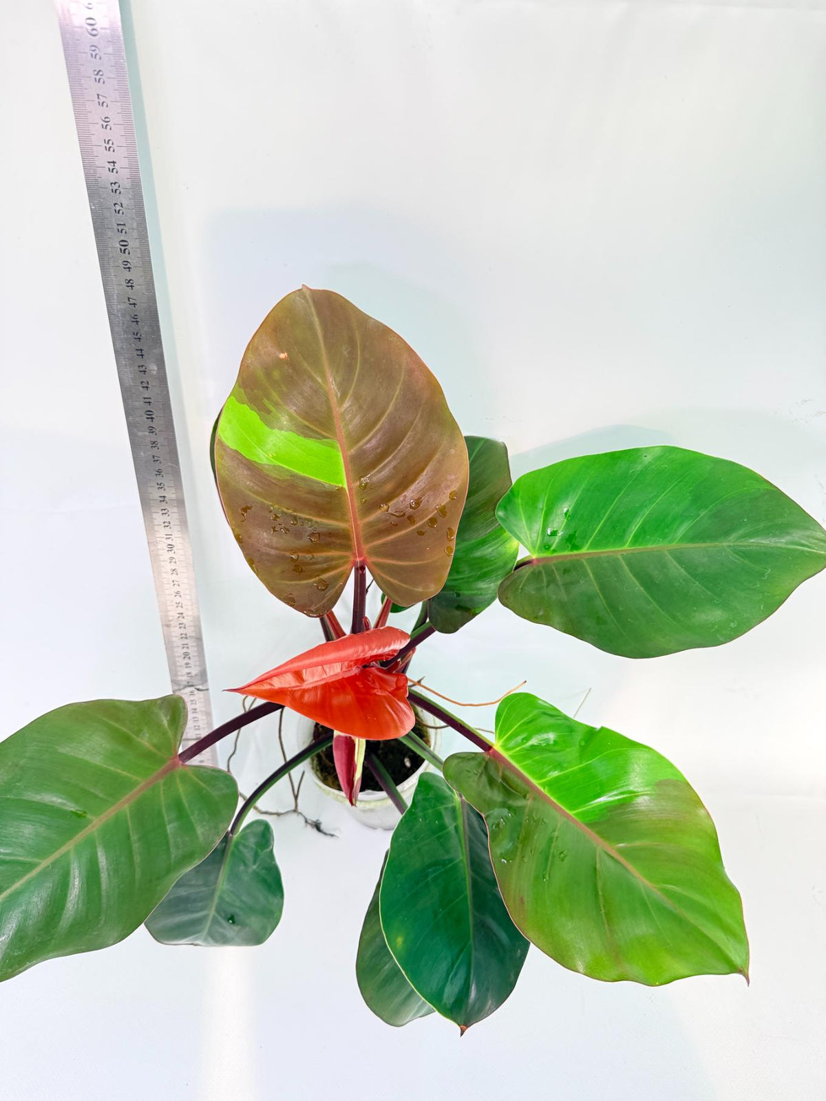 Philodendron Yellow Flame variegata 2