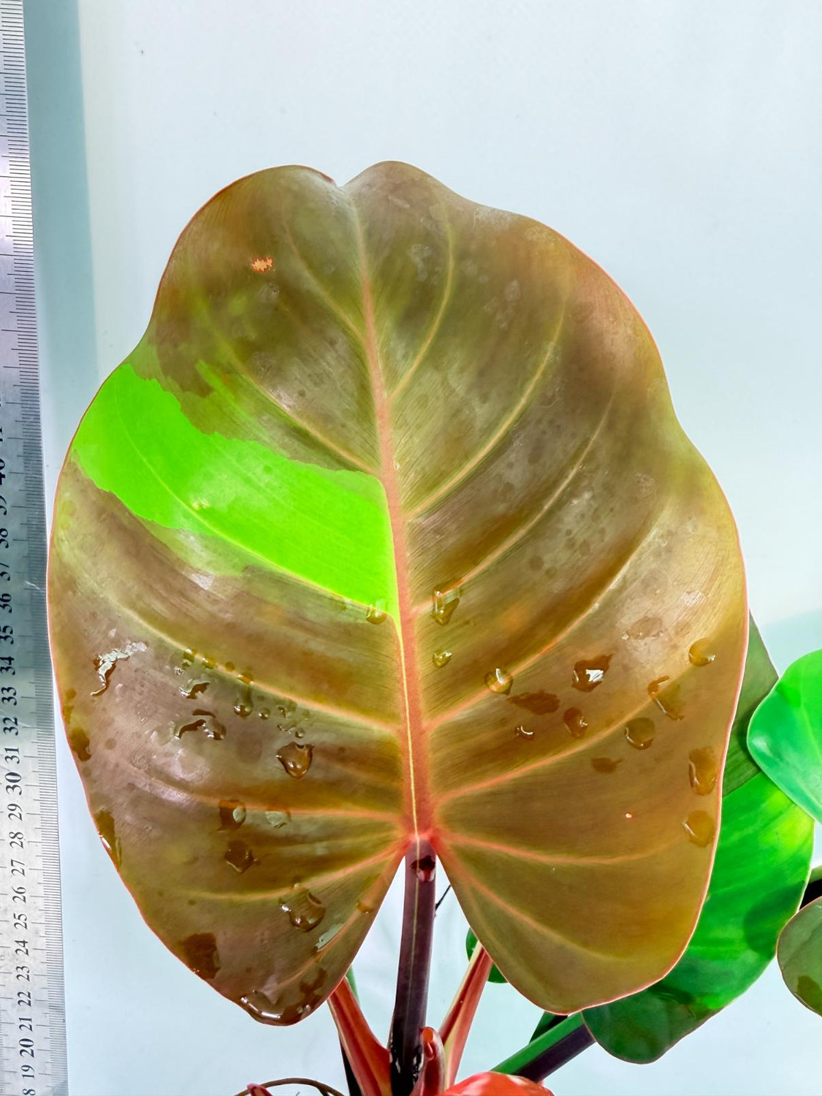 Philodendron Yellow Flame variegata 5