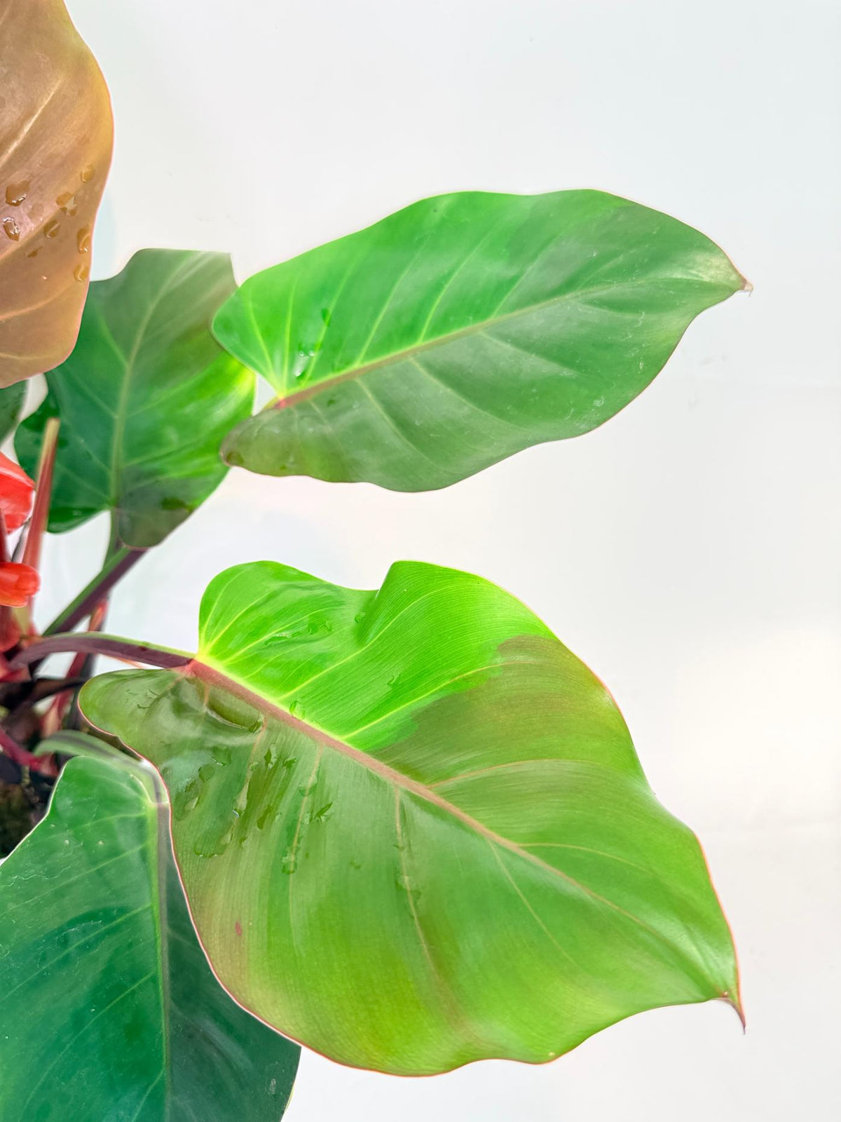 Philodendron Yellow Flame variegata 8