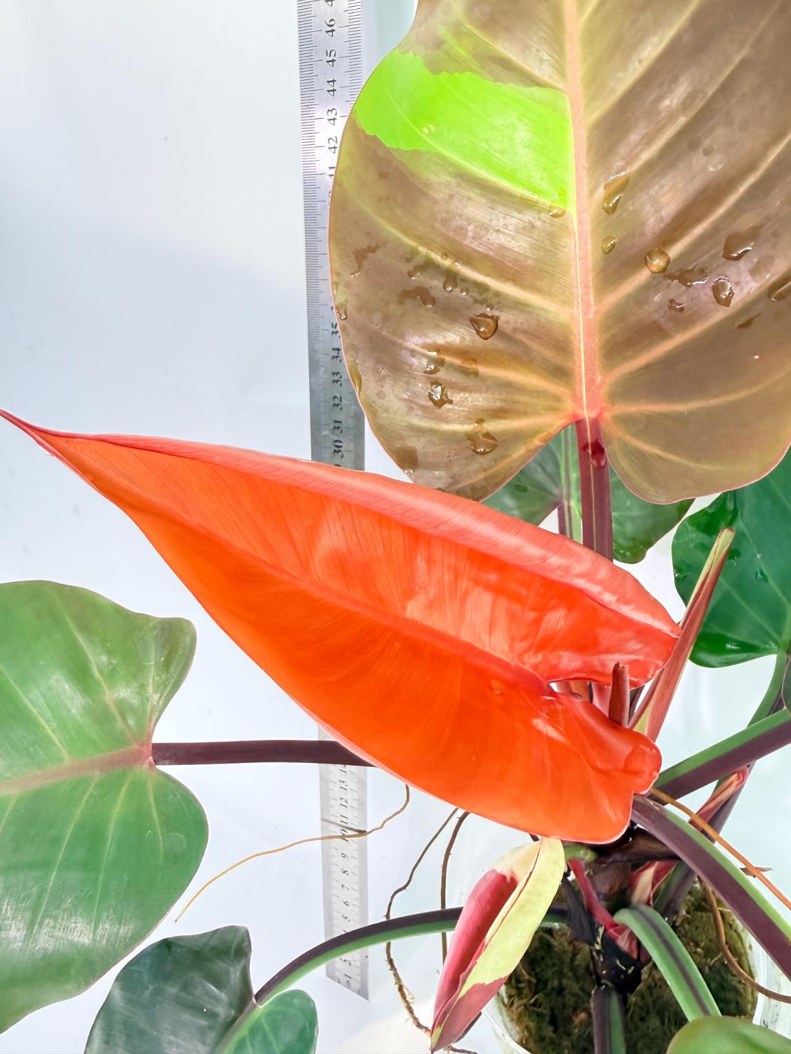 Philodendron Yellow Flame variegata 6