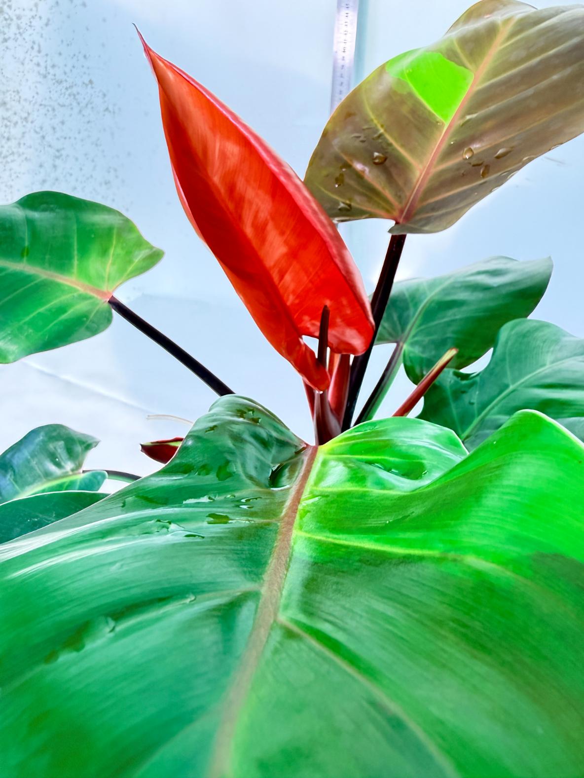 Philodendron Yellow Flame variegata 1